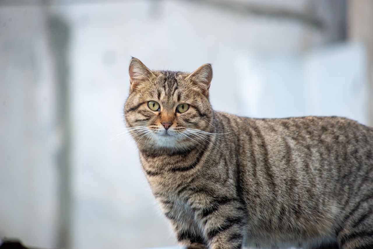 a striped domestic cat photographed outdoors with a soft background