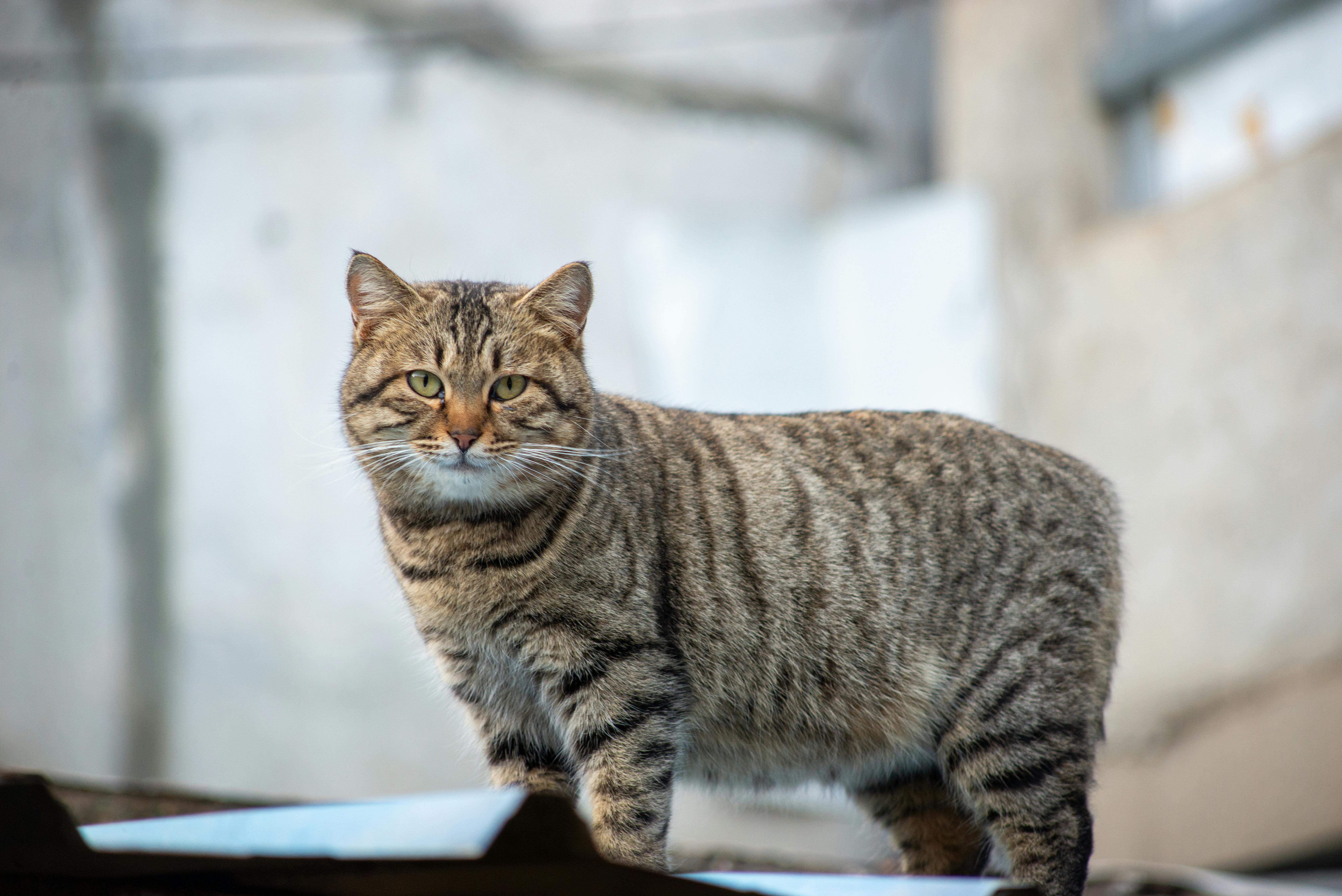 Kostenlos Eine getigerte Katze mit grünen Augen steht draußen und wirkt neugierig und aufmerksam. Stock-Foto