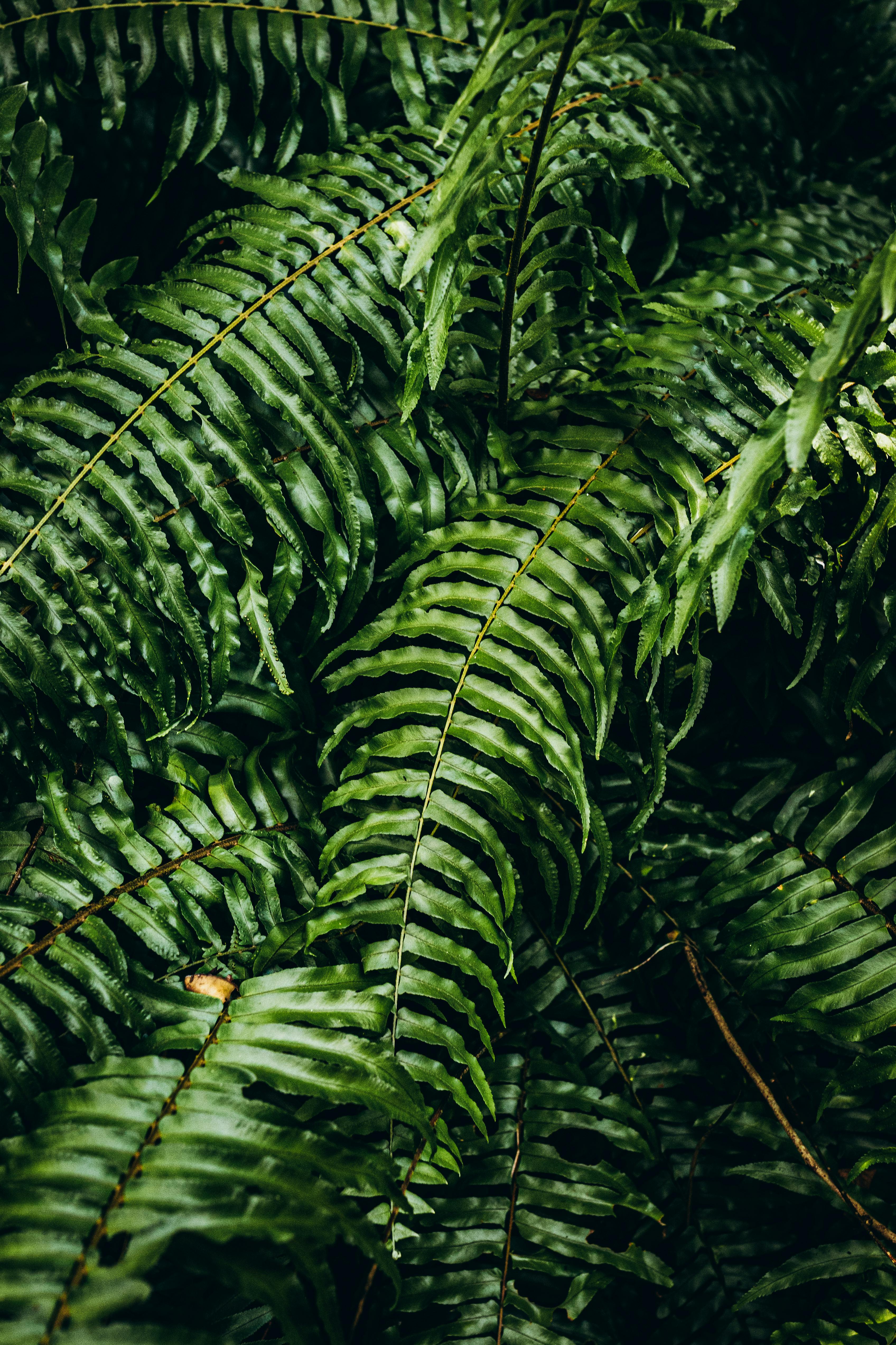 Δωρεάν Κοντινό πλάνο καταπράσινων φύλλων φτέρης που αναδεικνύουν την λεπτομερή υφή σε ένα φυσικό περιβάλλον. Φωτογραφία από στοκ φωτογραφιών