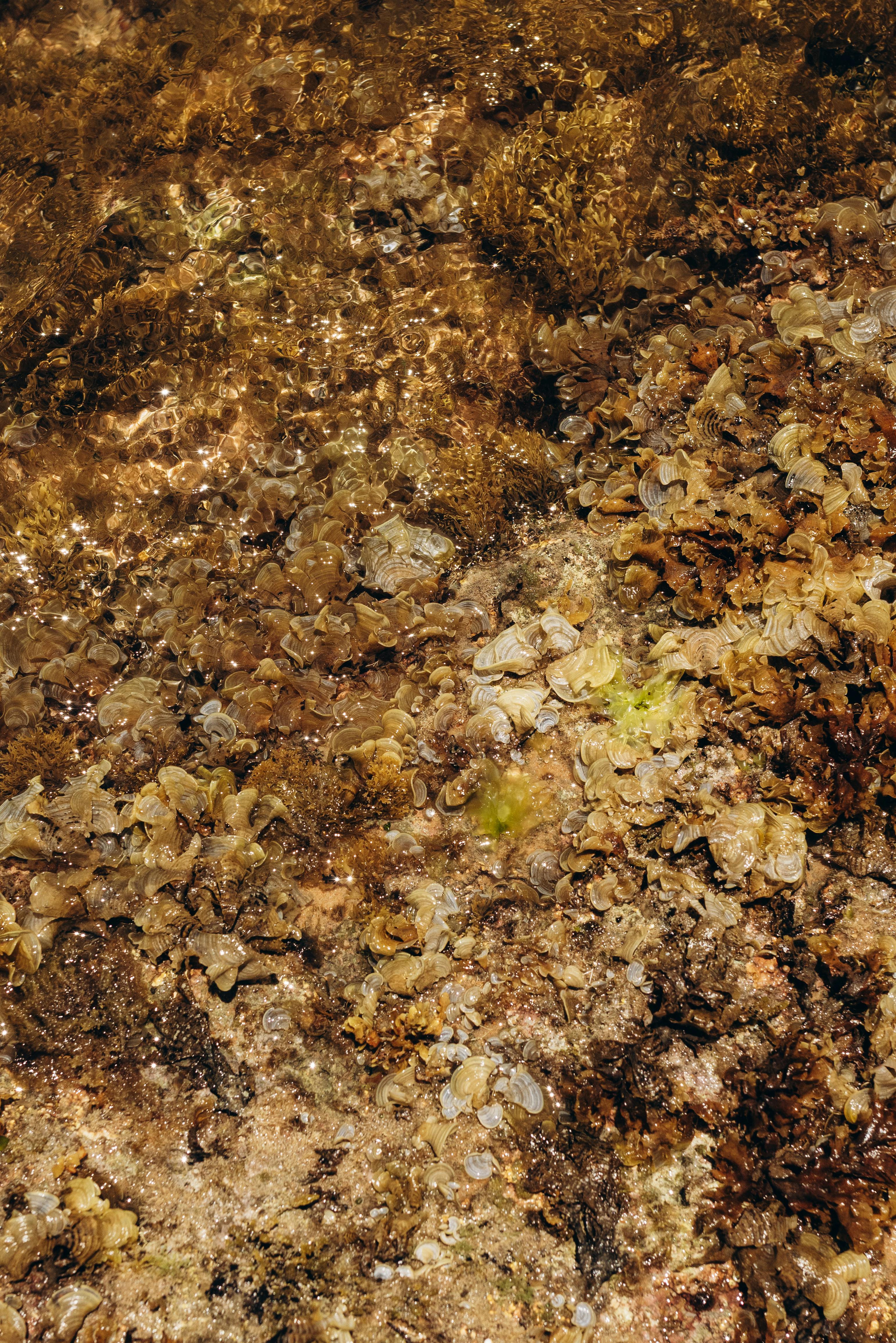 бесплатная Детальная текстура скалистого морского берега с водорослями и чистой водой. Стоковое фото