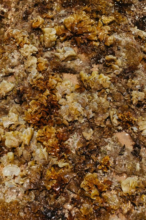 Free Close-up of various seaweed and coral textures on a coastal rock surface. Stock Photo