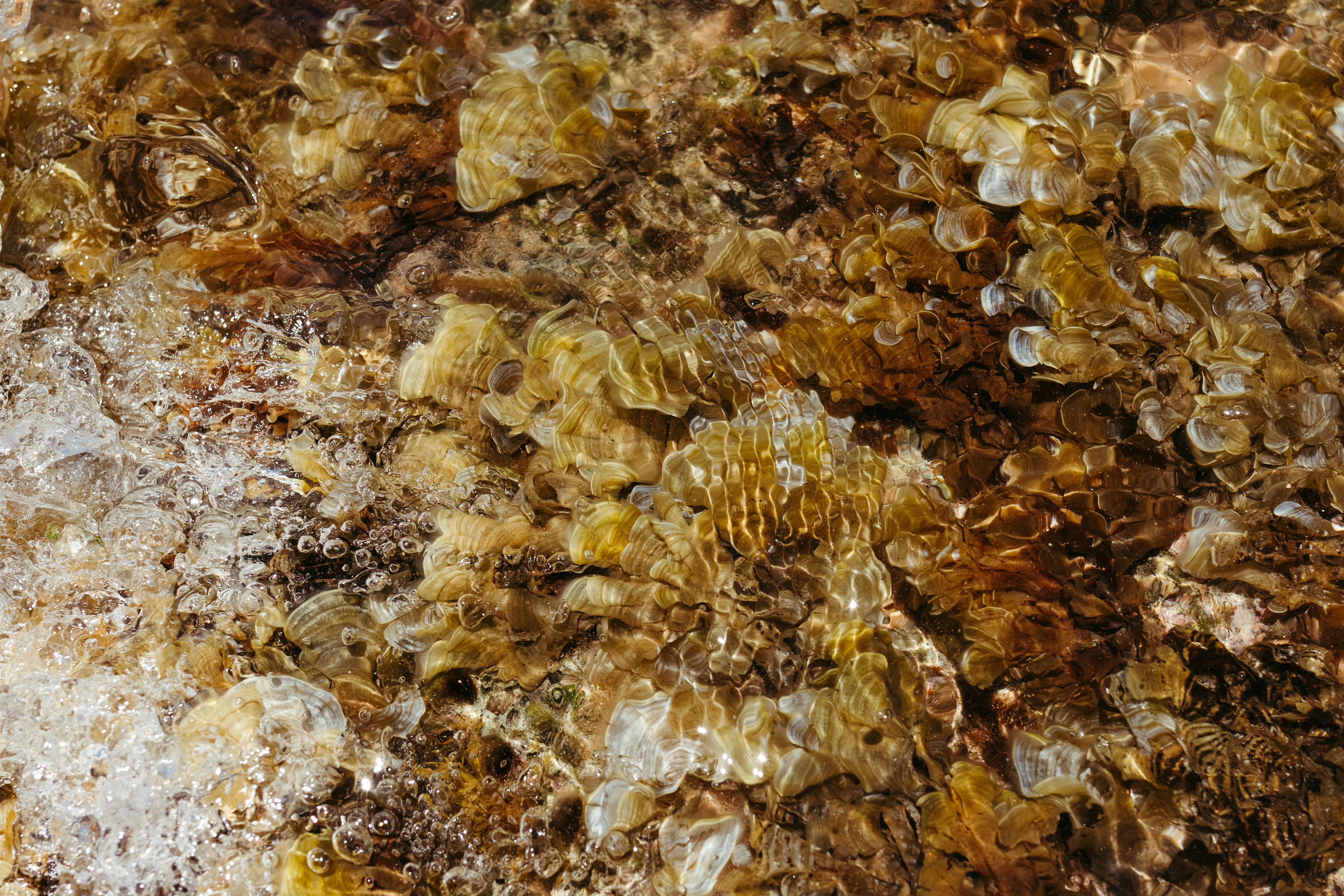 Δωρεάν Μια λεπτομερής άποψη του θαλασσινού νερού που κυματίζει πάνω σε ανάγλυφους βράχους με αντανακλάσεις του ηλιακού φωτός, αποτυπώνοντας τη φυσική ομορφιά. Φωτογραφία από στοκ φωτογραφιών