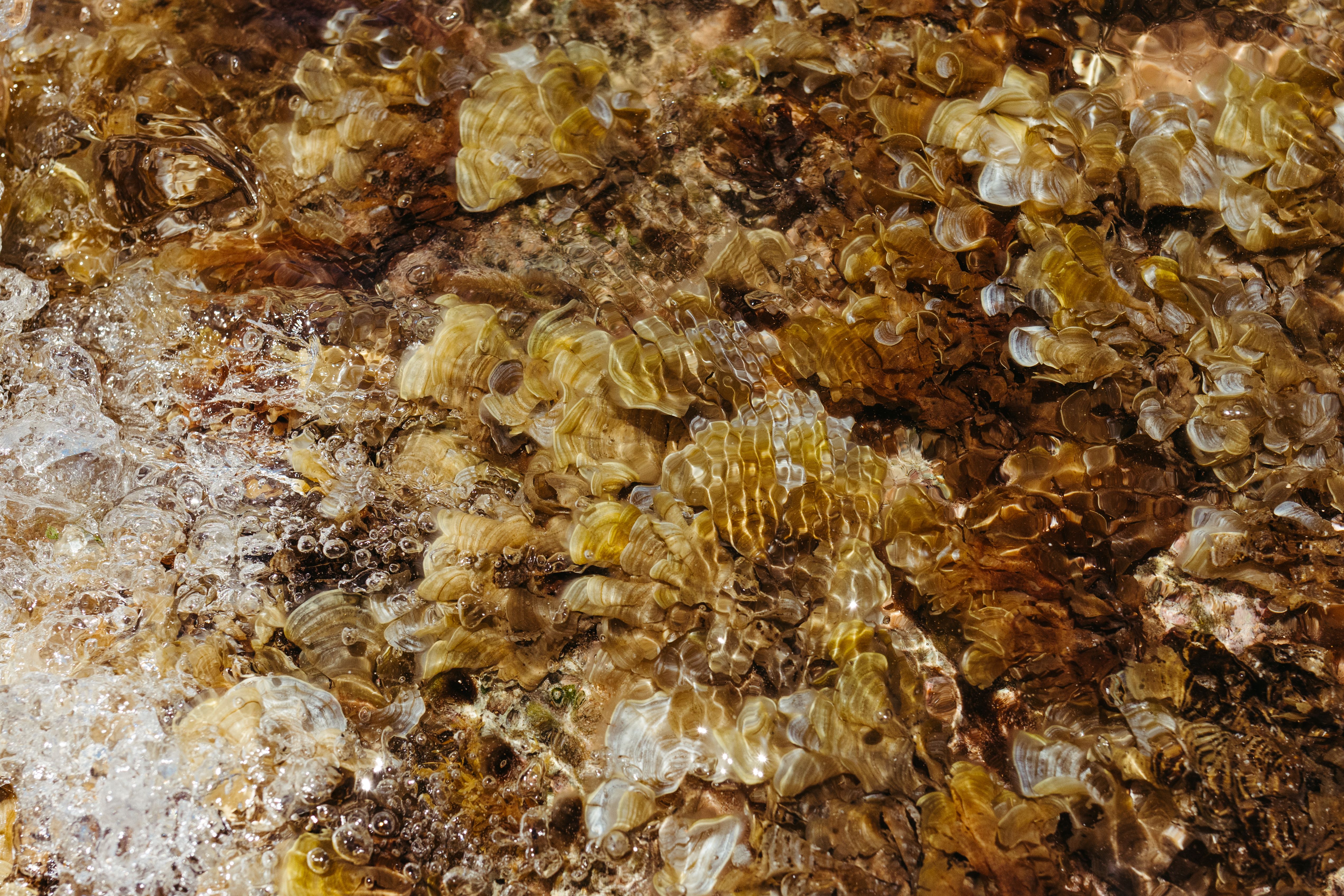 Close-up of Sea Water Rippling Over Rocks · Free Stock Photo