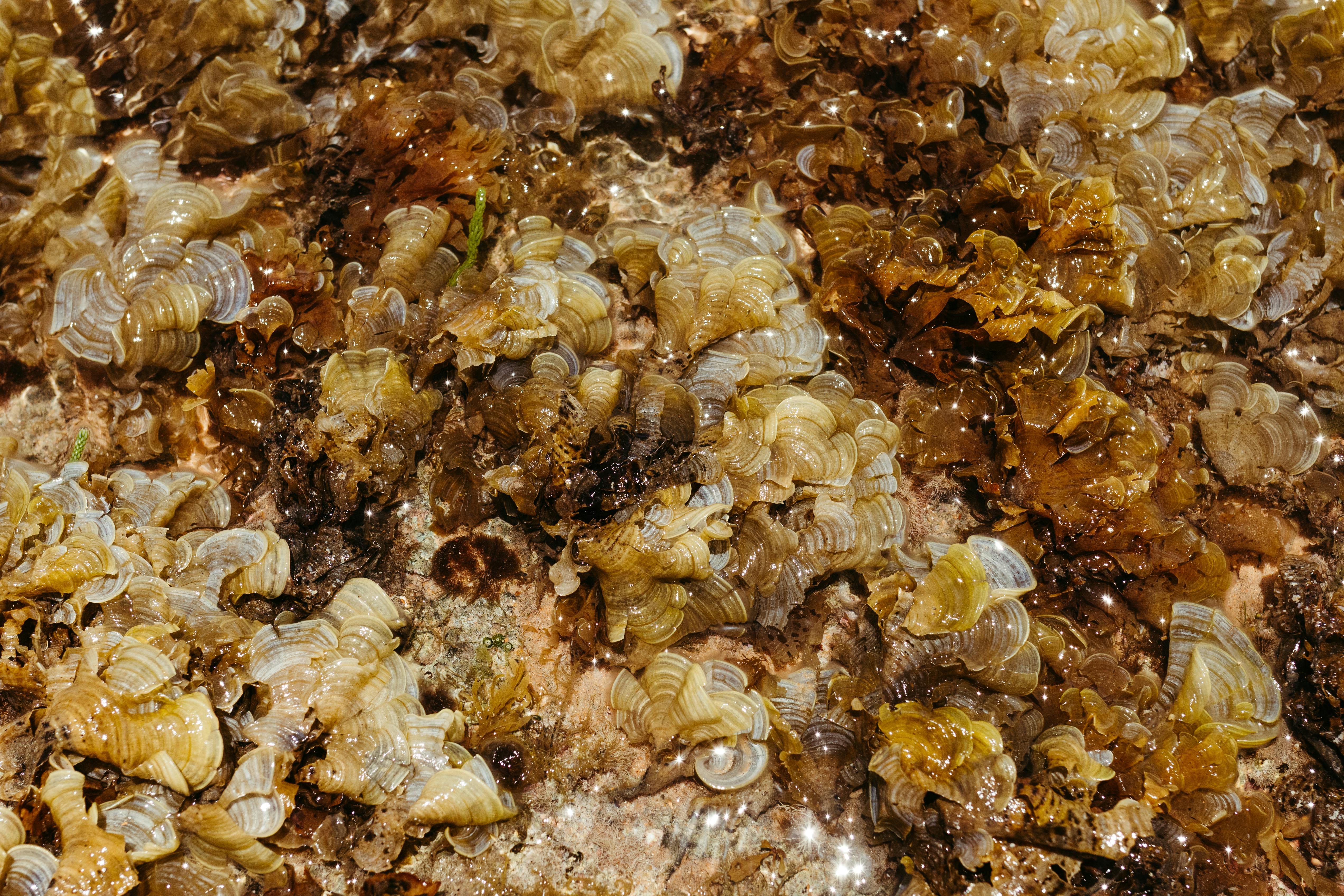 бесплатная Детальный вид ярких коралловых образований в приливном бассейне, демонстрирующий насыщенные земляные тона и естественные текстуры. Стоковое фото