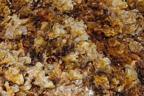Free Detailed view of vibrant coral formations in a tidal pool, showcasing rich earth tones and natural textures. Stock Photo