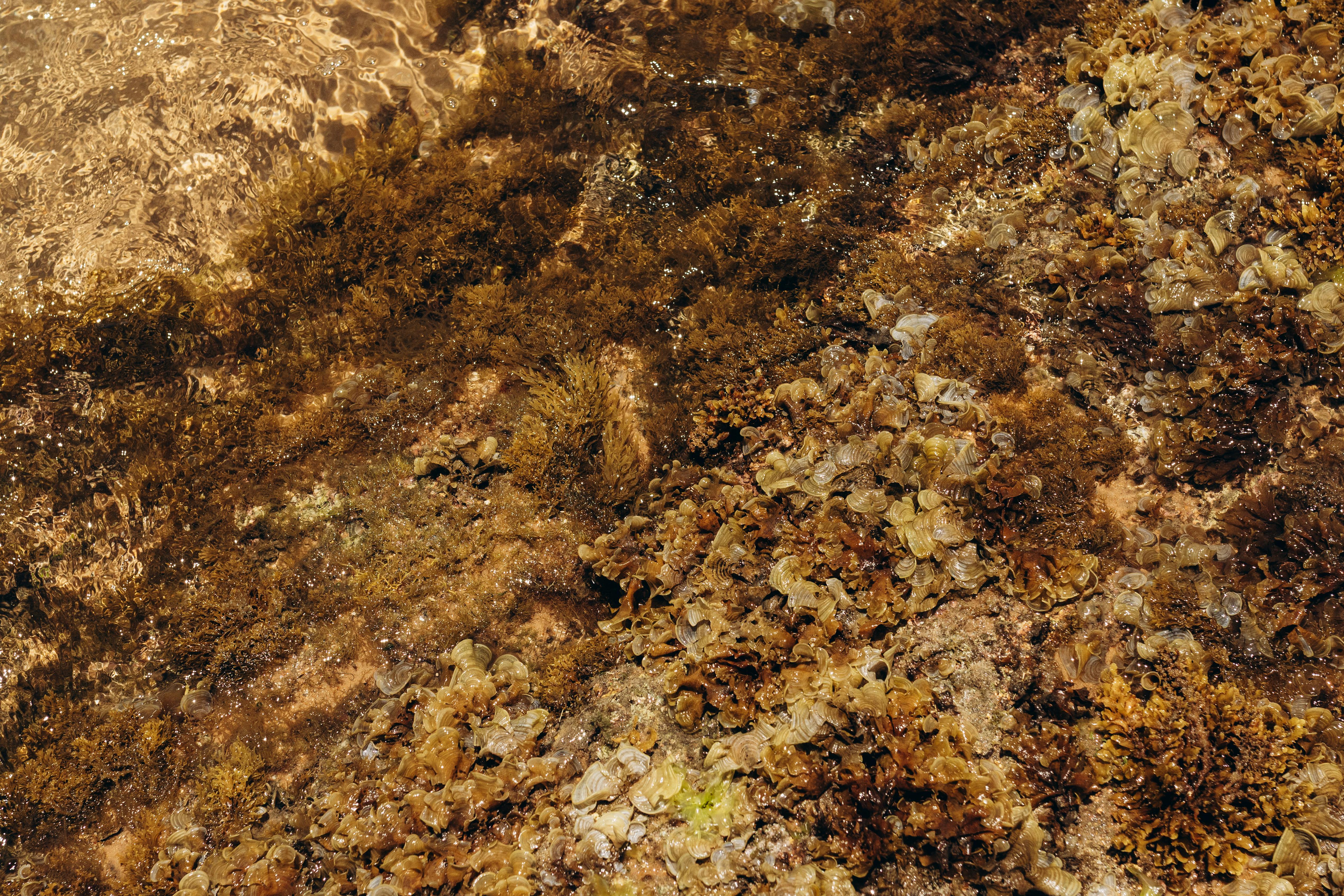 De franc Vista detallada de les textures d'algues i algues en aigües clares i poc profundes. Foto d'estoc