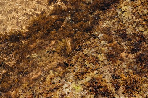 Free Detailed view of seaweed and algae textures in clear shallow water. Stock Photo