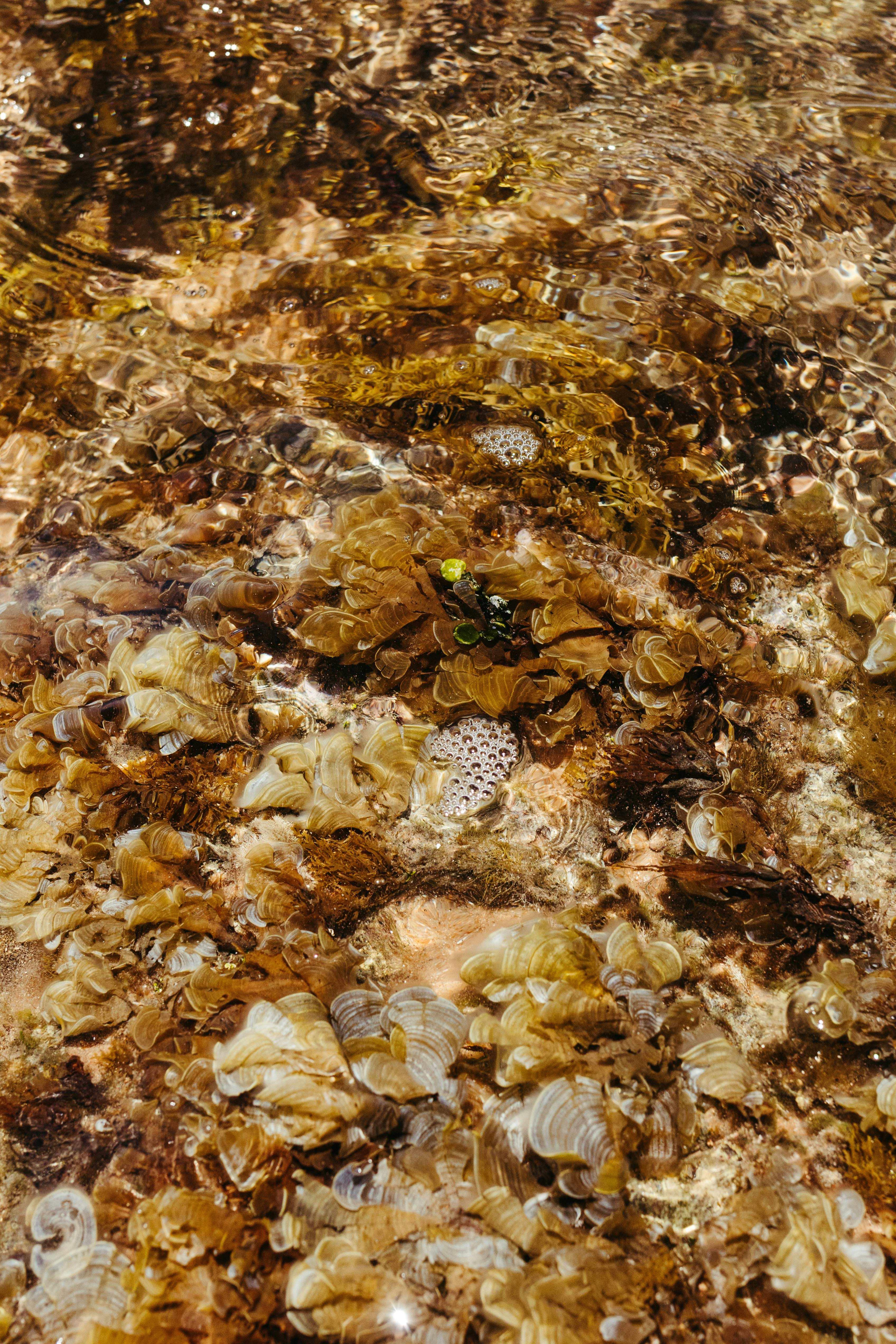 無料 自然光の下での水中サンゴと岩の詳細な表示。豊かな質感が表現されています。 写真素材