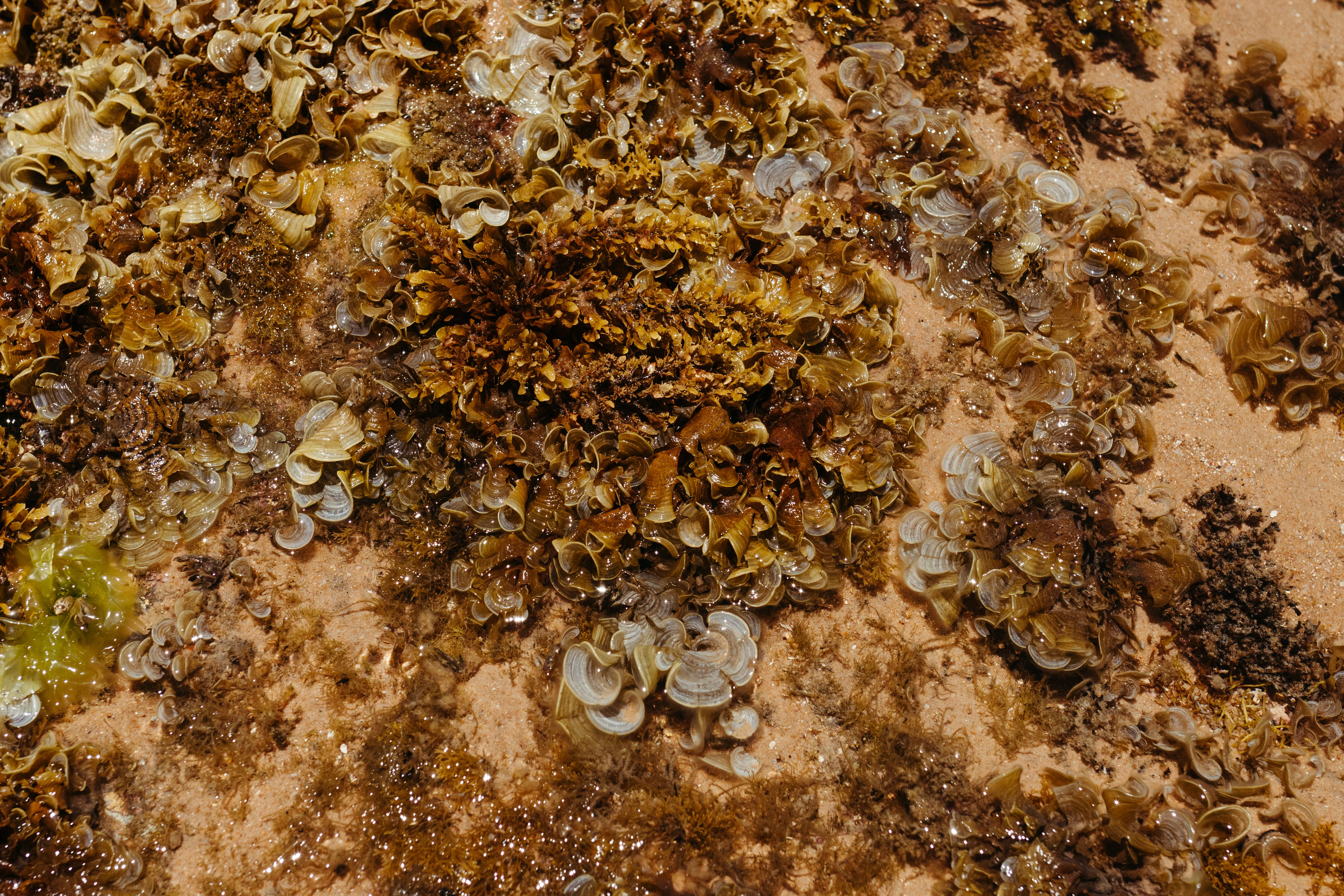 Irish Moss: The Ocean's Best-Kept Secret for Wellness, Beauty, and Beyond