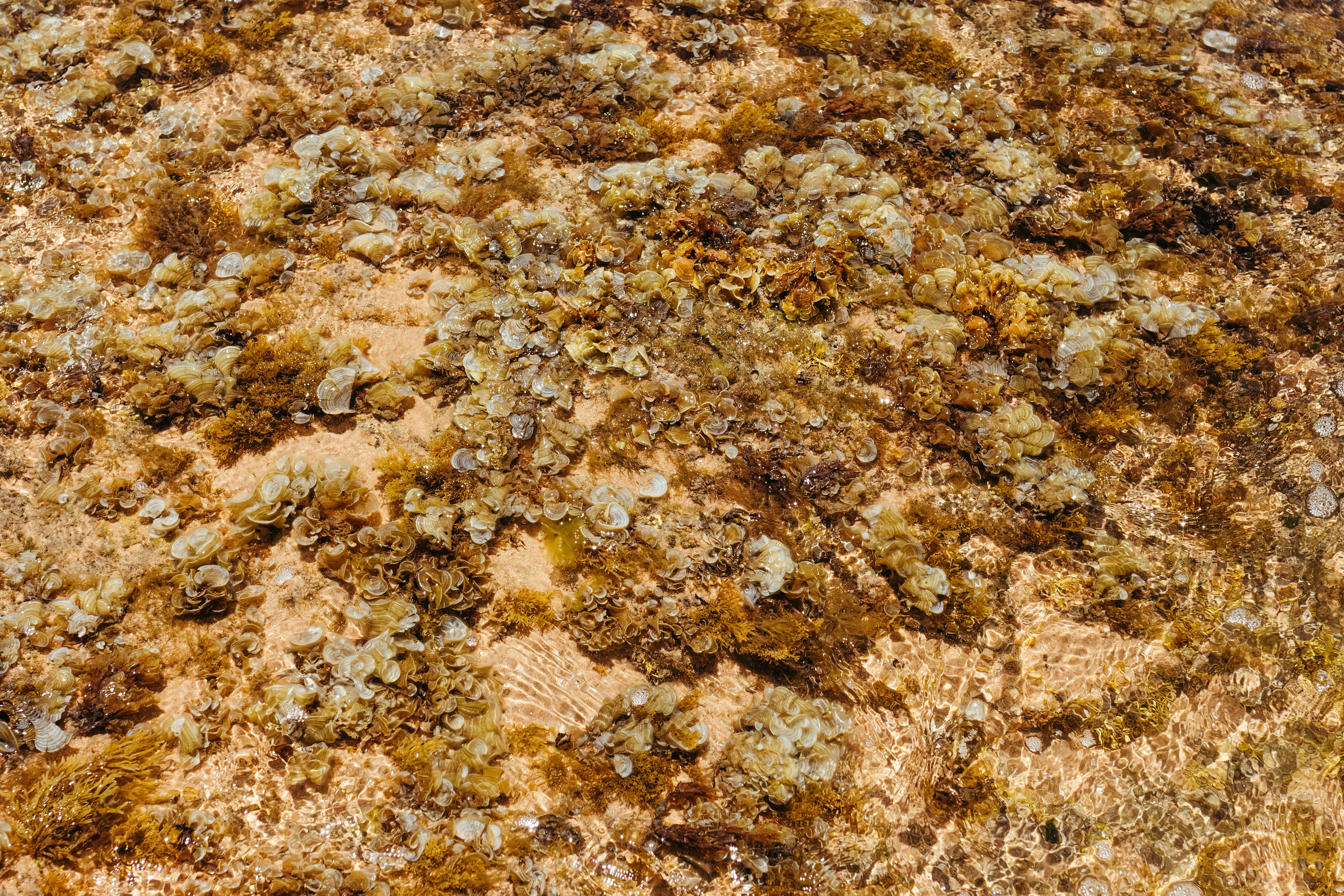 Δωρεάν Μια ζωντανή υποβρύχια σκηνή που παρουσιάζει υφές κοραλλιών και φυκιών σε καθαρά νερά. Φωτογραφία από στοκ φωτογραφιών