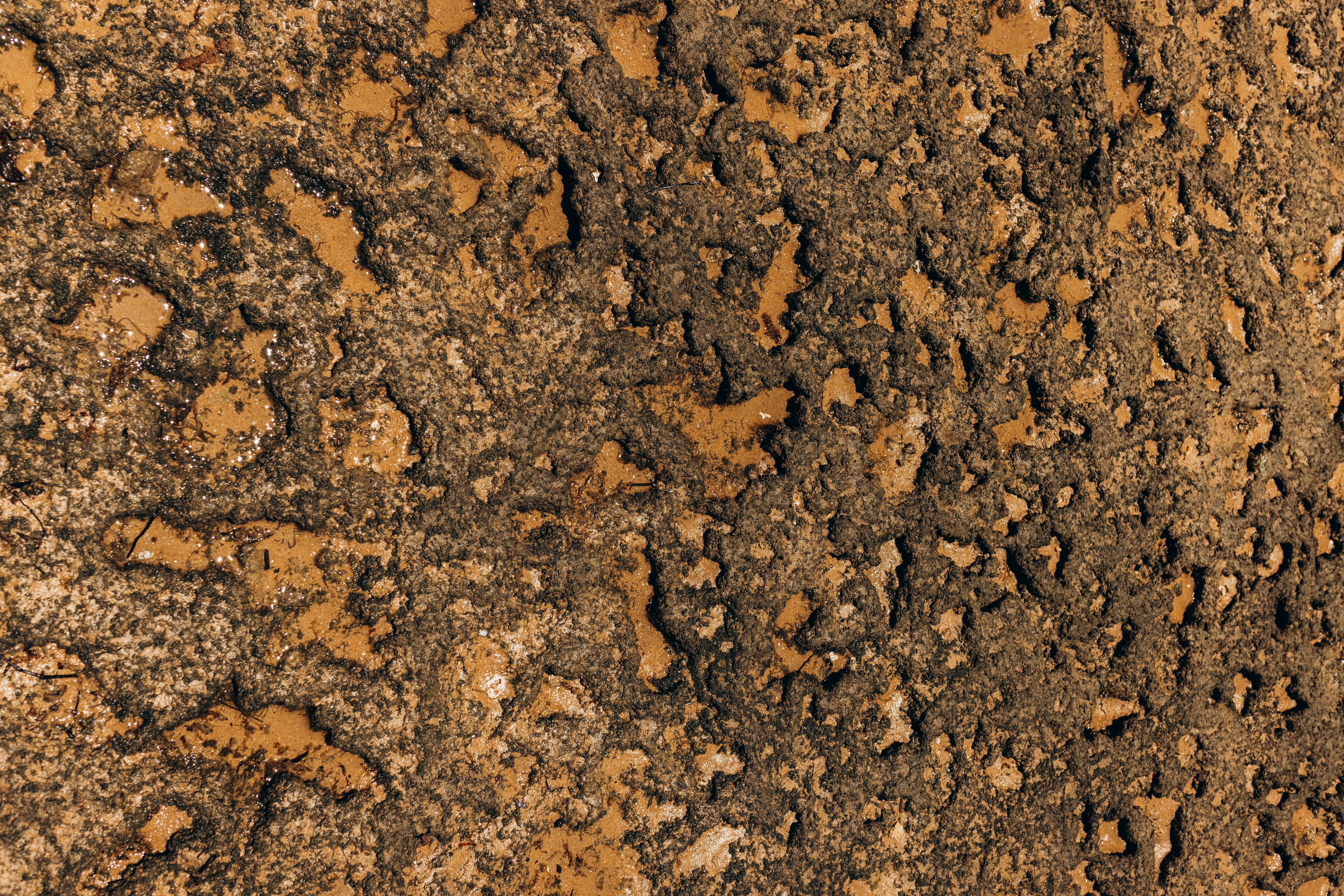 無料 オーガニック, グランジ, さびれたの無料の写真素材 写真素材