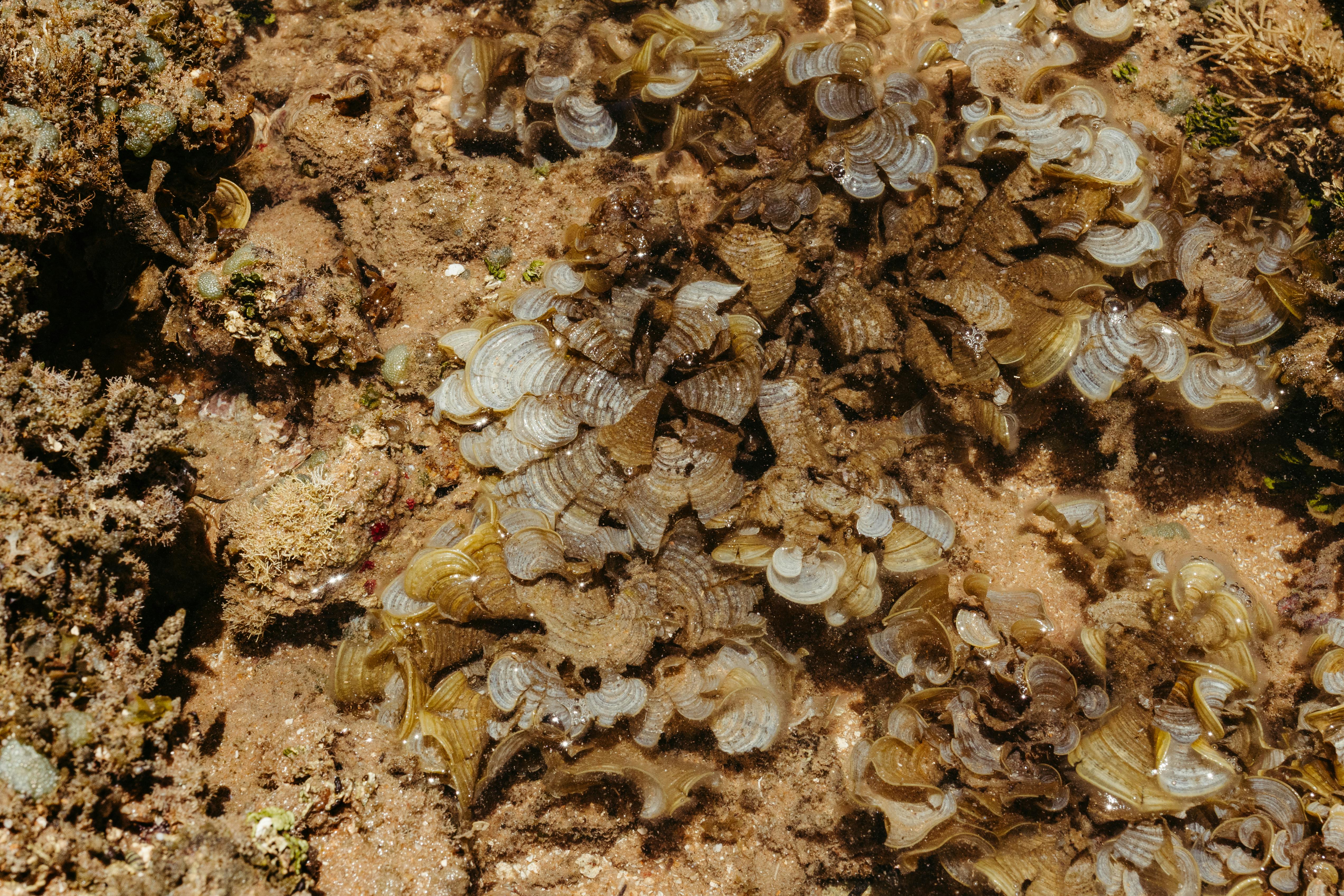 бесплатная Бесплатное стоковое фото с берег, Биология, борьбы Стоковое фото