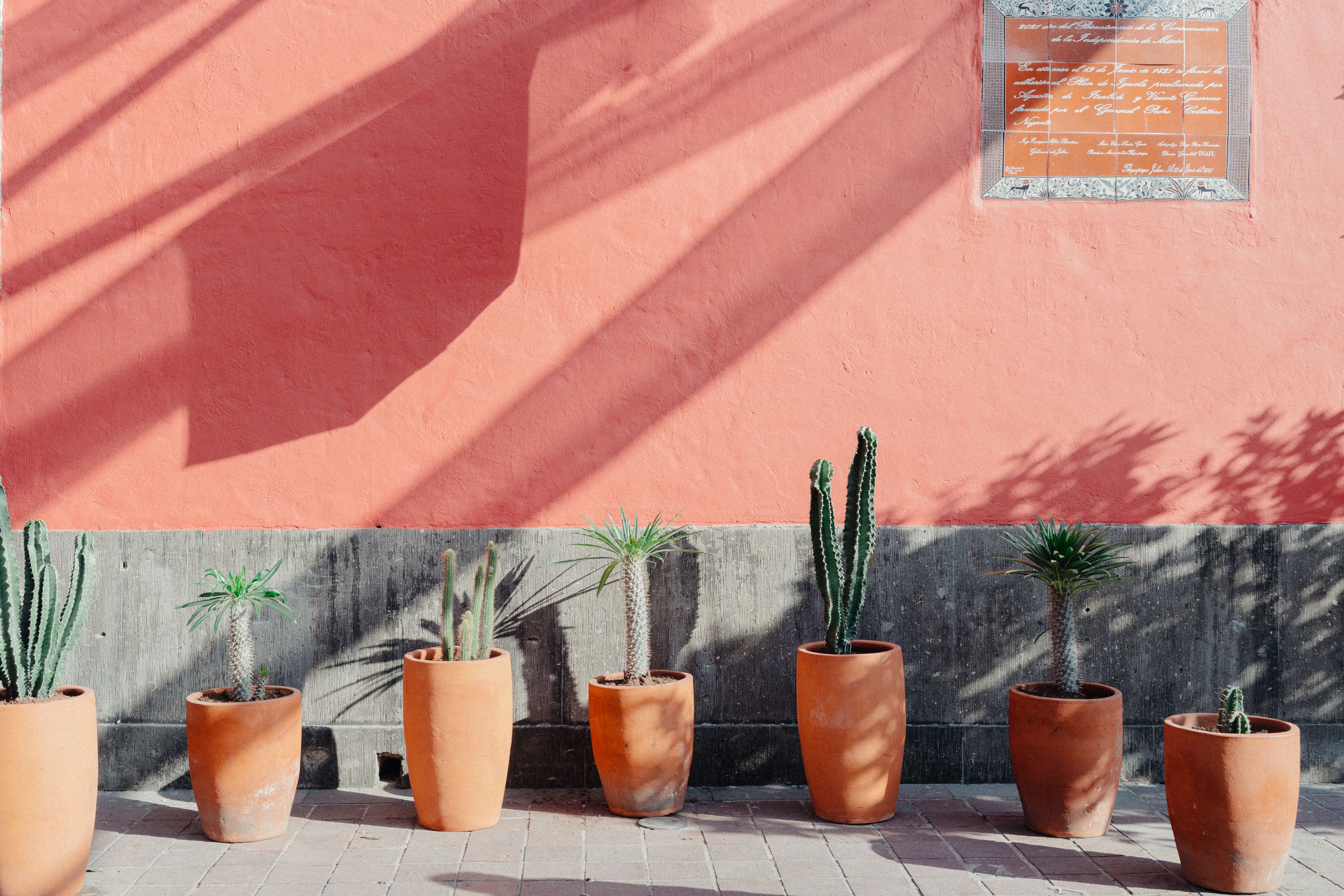 Row of various cacti in terracotta pots against a vibrant pink wall, casting dramatic shadows.