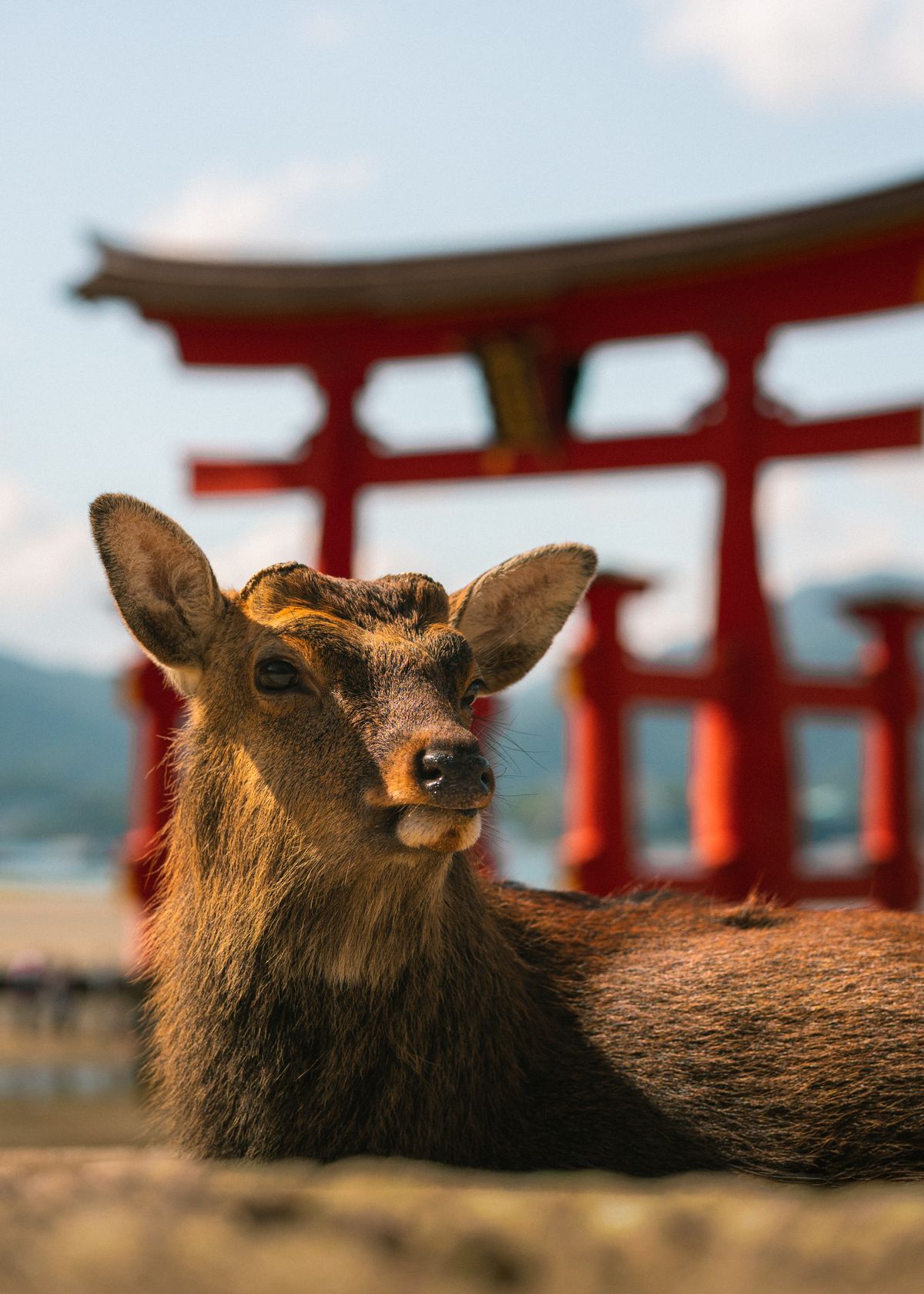 A sika deer resting in front of the floating torii gate on Miyajima