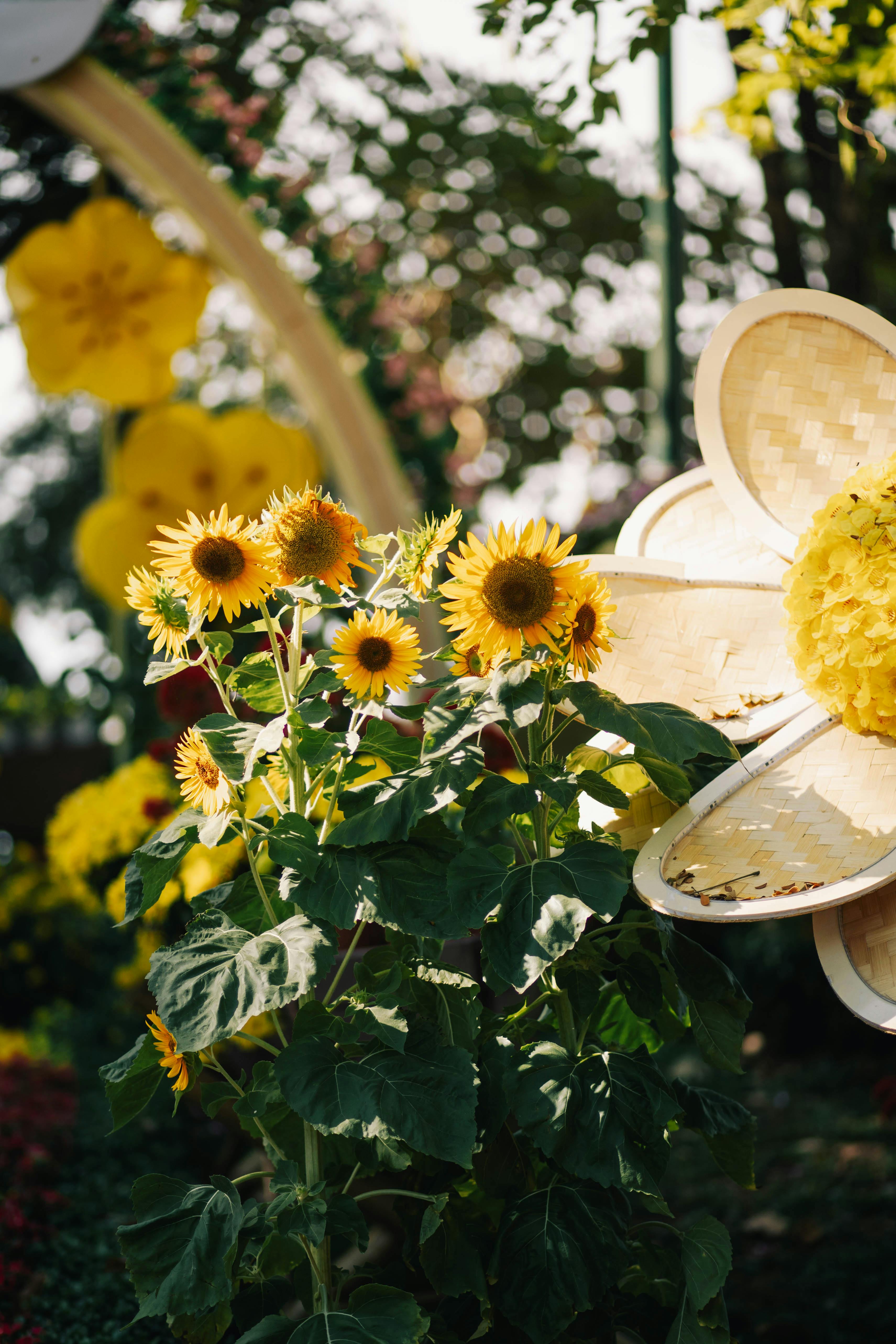 Kostenlos Wunderschöne Sonnenblumen in leuchtenden Farben unter der Sommersonne, perfekt für Naturliebhaber. Stock-Foto