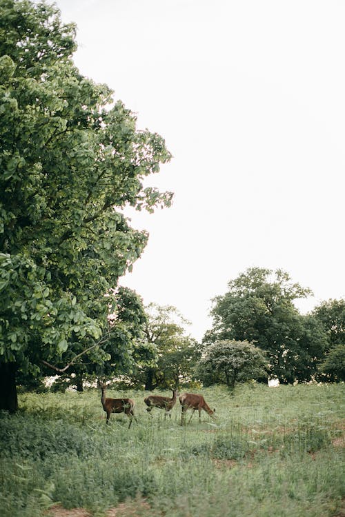 Brown Deer on Green Grass Field