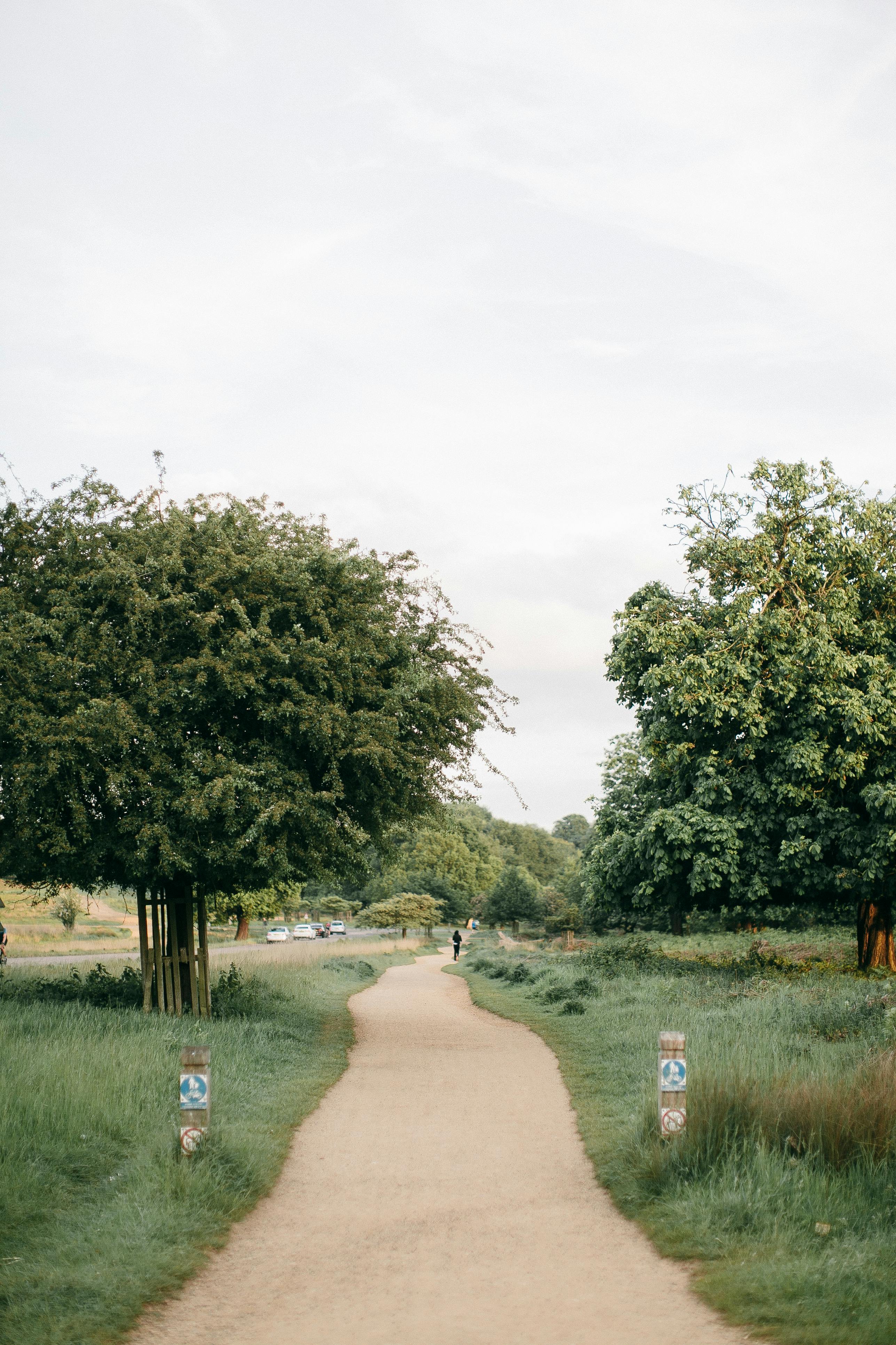 晴朗的夏日，公园里一条宁静的小路两旁，绿树成荫，草地郁郁葱葱