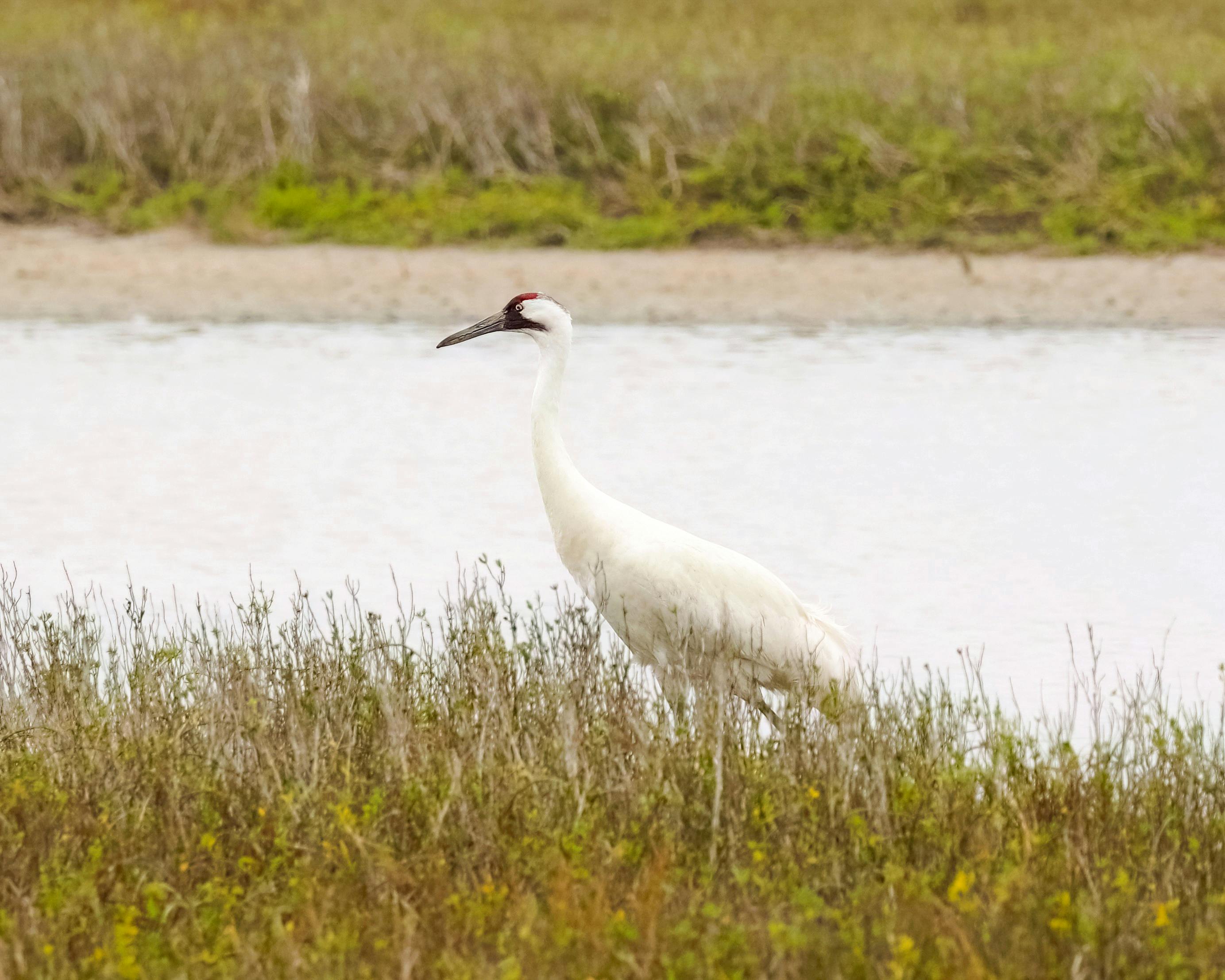 Kostenlos Ein eleganter Schreikranich steht in einer texanischen Sumpflandschaft. Stock-Foto