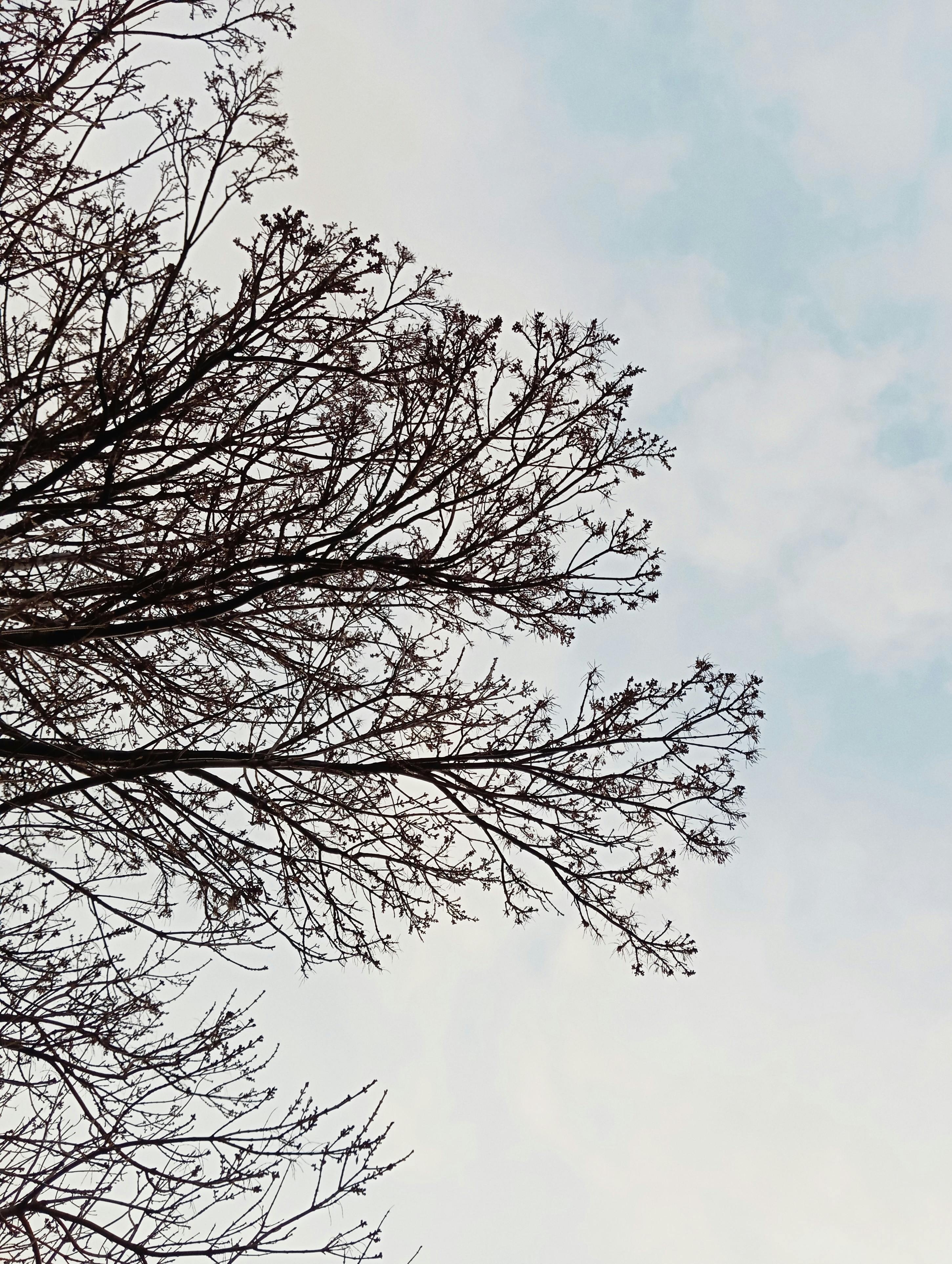 Free Bare tree branches in winter against a clear blue sky in Tekirdağ, Türkiye. Stock Photo