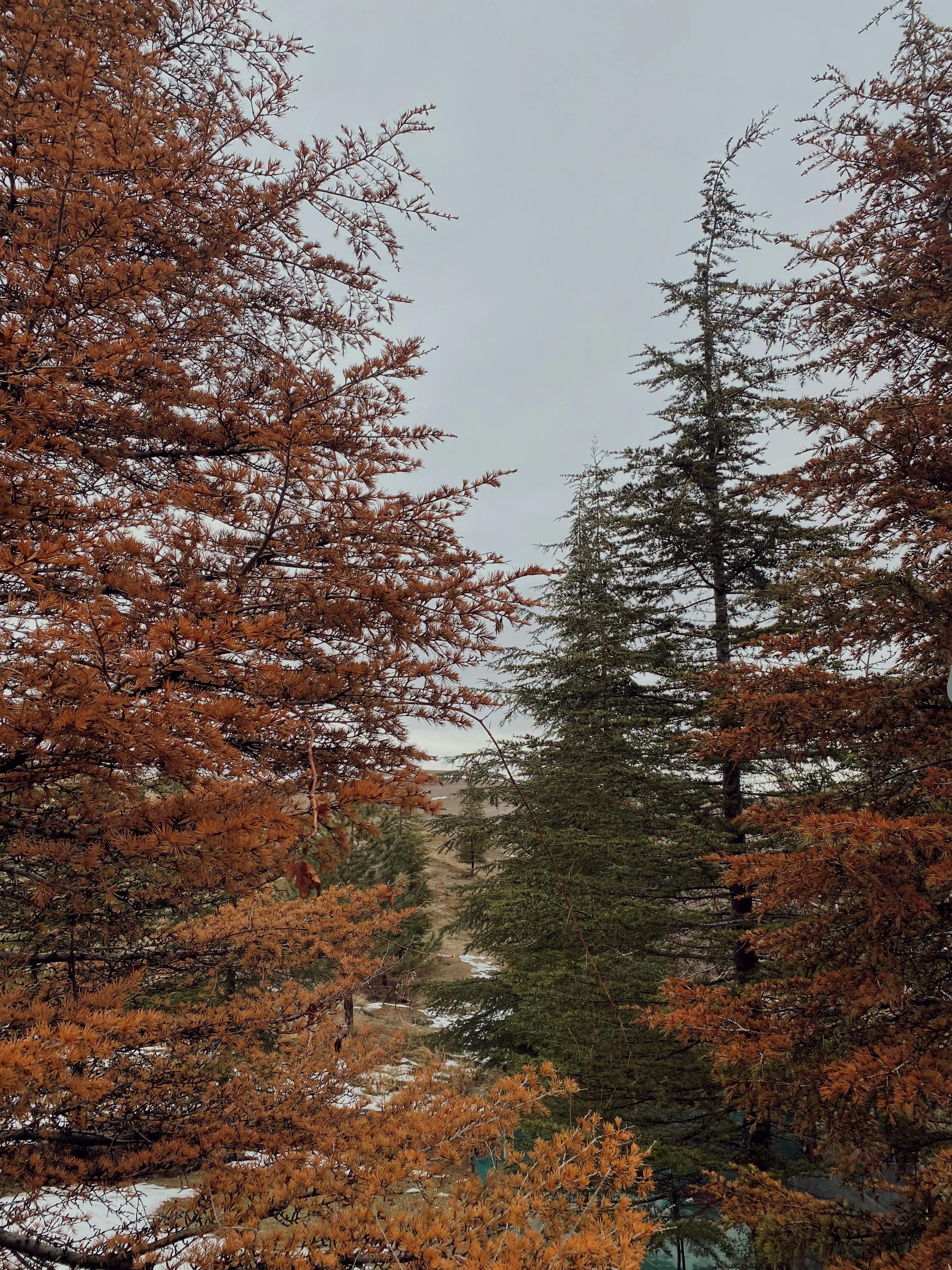 Δωρεάν Εκπληκτικό φθινοπωρινό τοπίο με πεύκα απαθανατισμένα από μια μοναδική οπτική γωνία. Φωτογραφία από στοκ φωτογραφιών