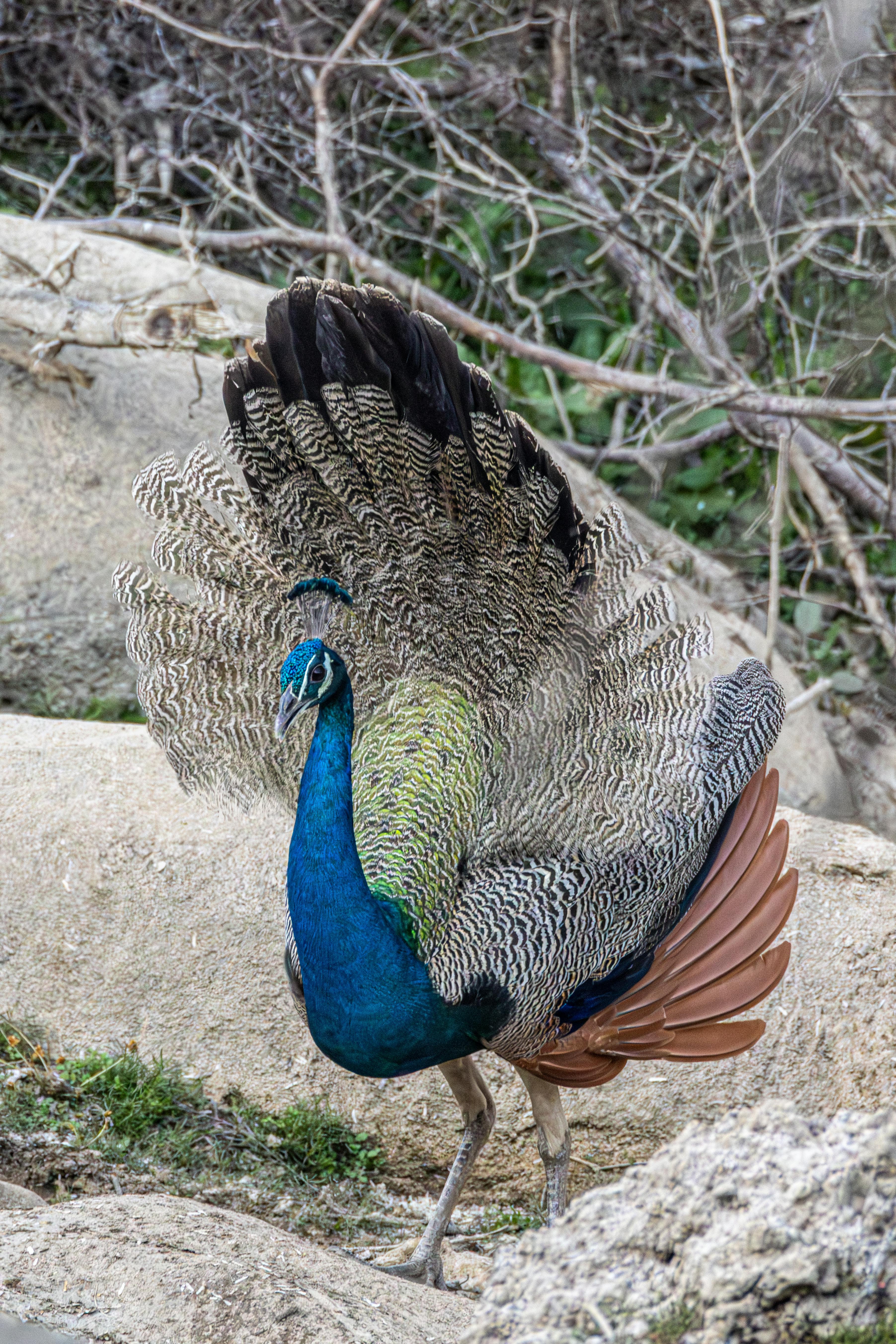Kostenlos Ein leuchtend blauer männlicher Pfau präsentiert sein prächtiges Federkleid in natürlicher Umgebung. Stock-Foto