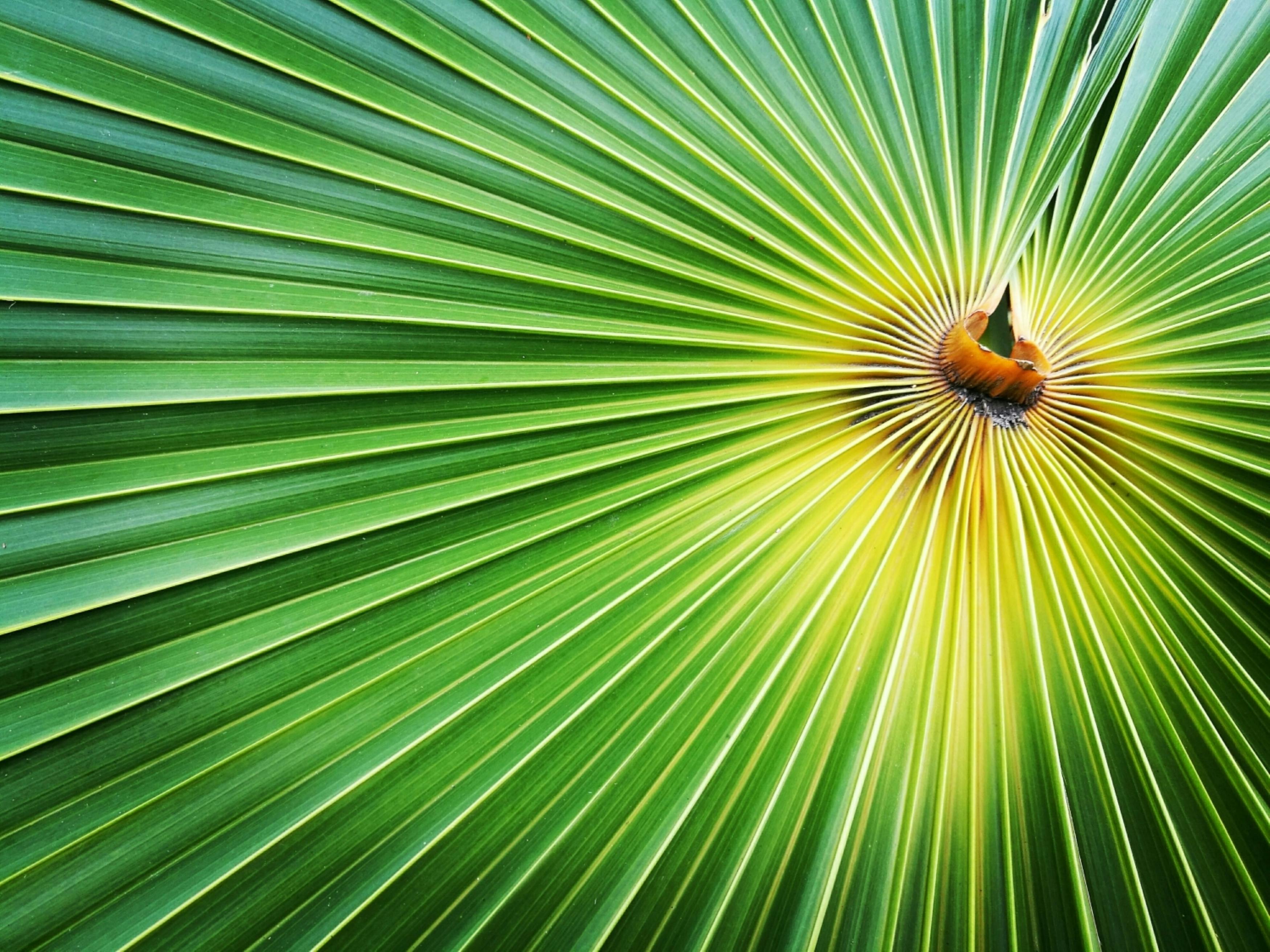 Δωρεάν Ζωντανό κοντινό πλάνο ενός πράσινου φύλλου φοίνικα που παρουσιάζει φυσικά μοτίβα και υφές. Φωτογραφία από στοκ φωτογραφιών