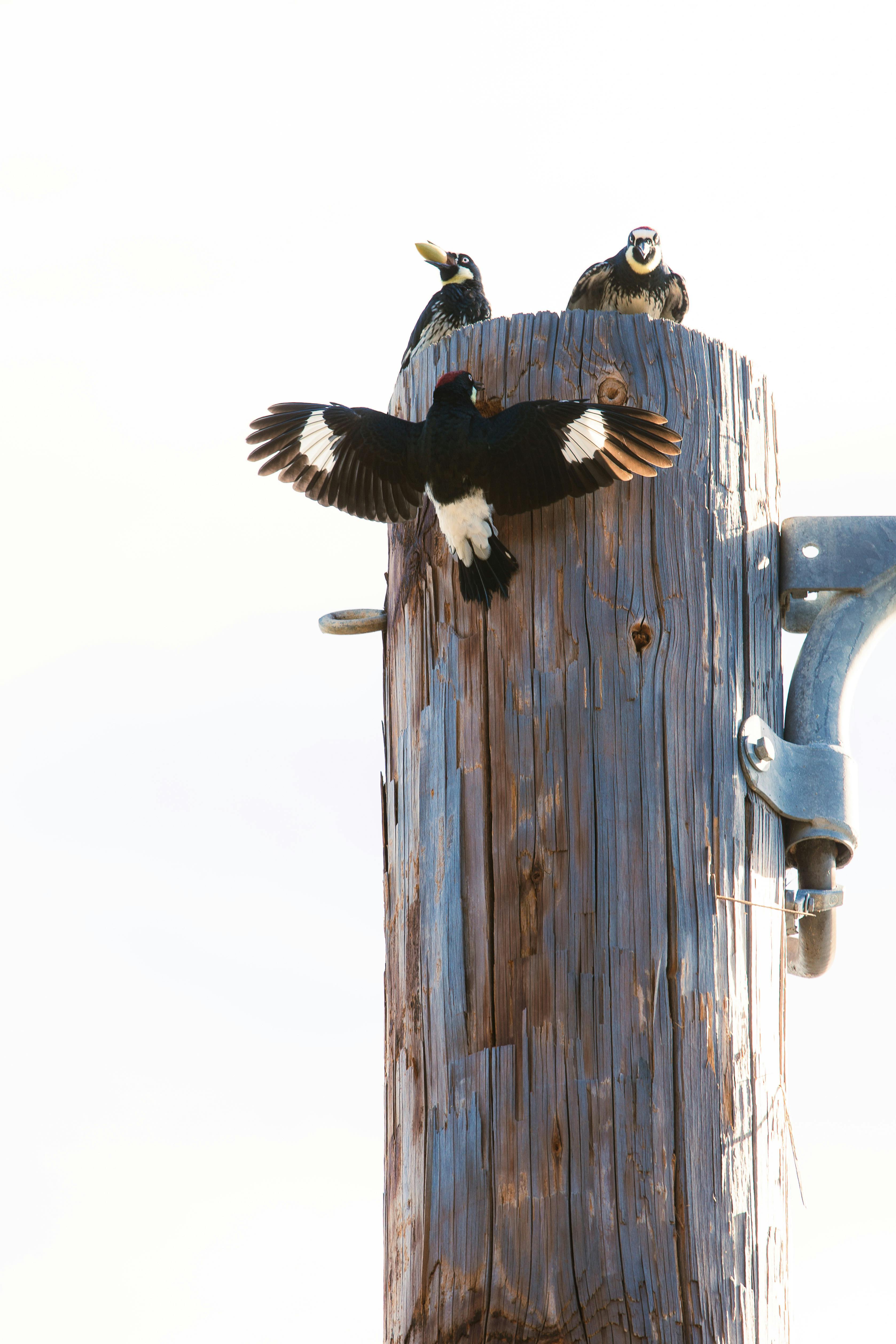 Δωρεάν στοκ φωτογραφιών με picoides, άγρια ζώα, άγρια φύση Φωτογραφία από στοκ φωτογραφιών