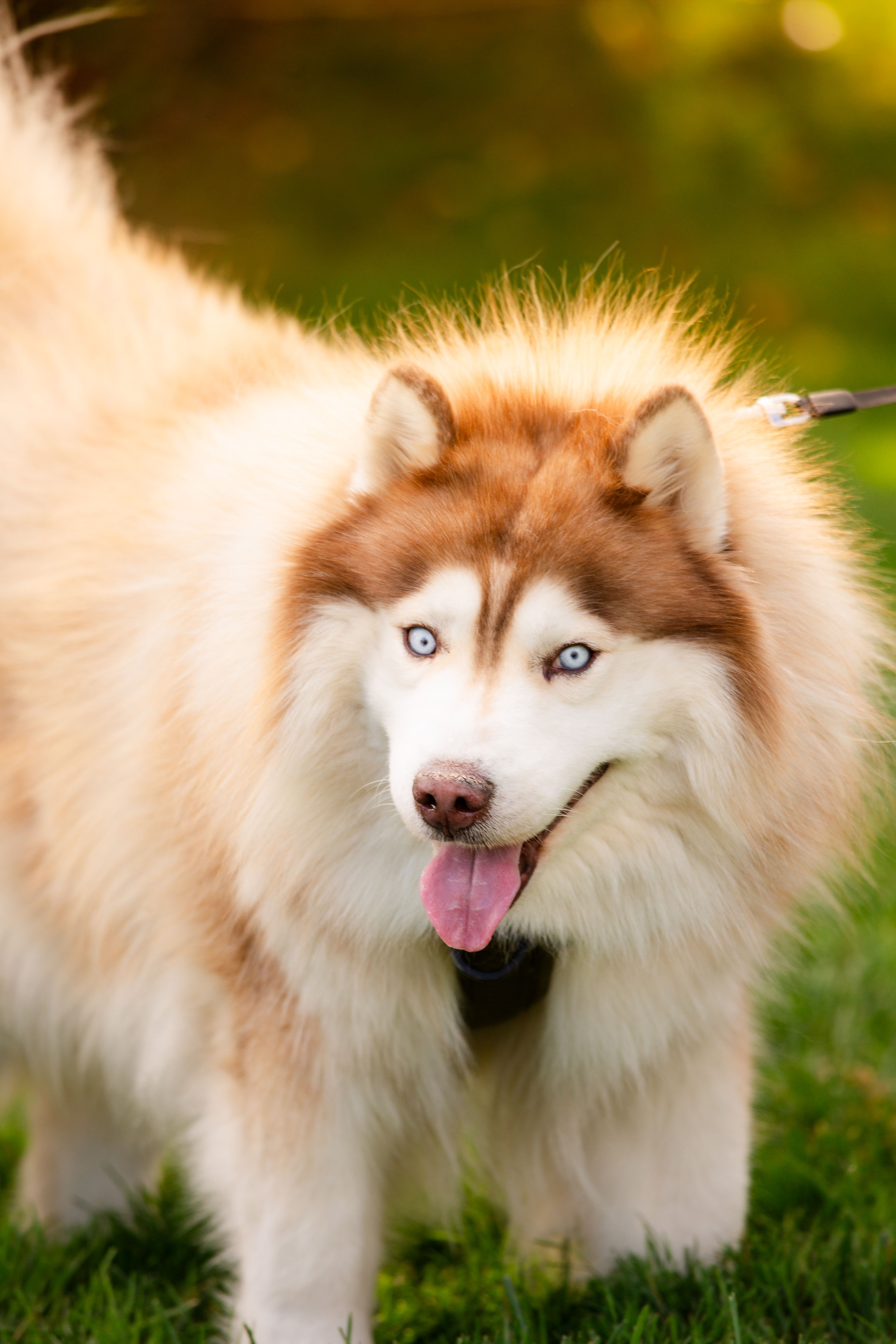 Primer Plano De Un Lindo Y Esponjoso Husky Siberiano Lamiéndose La ...