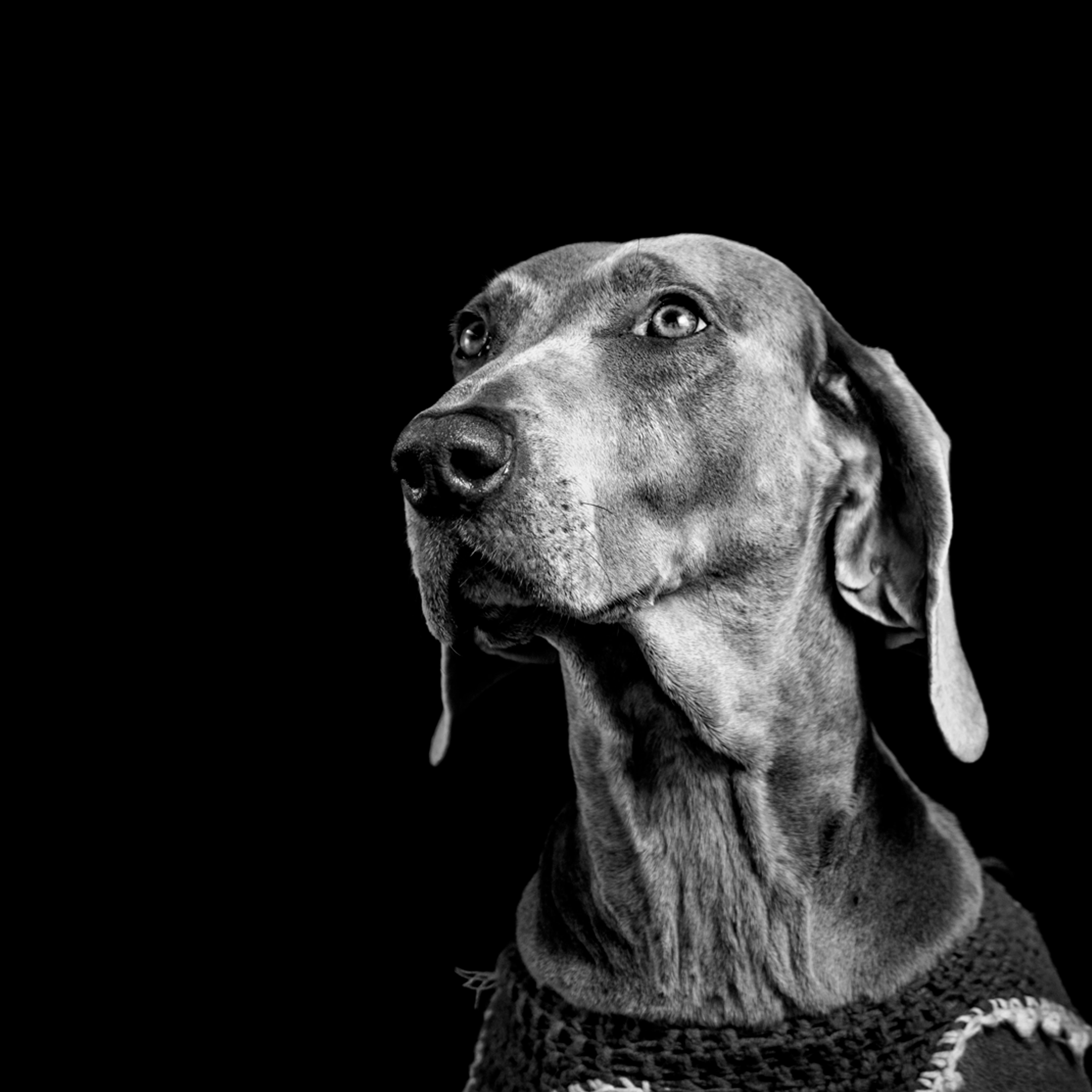 Kostenlos Ein eindrucksvolles Schwarz-Weiß-Studio-Porträt eines Weimaraners vor dunklem Hintergrund. Stock-Foto