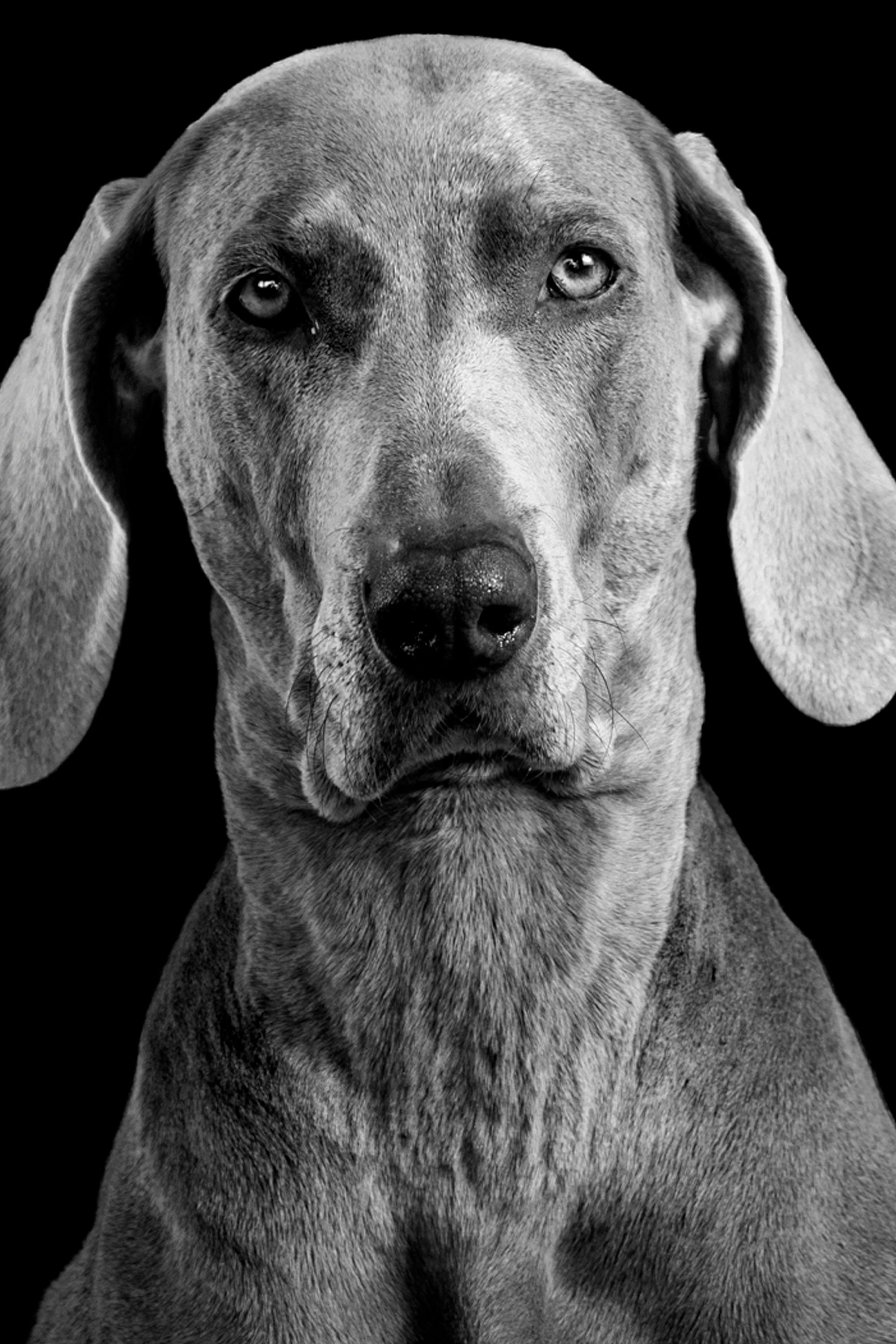 Kostenlos Ein eindrucksvolles Schwarz-Weiß-Porträt eines Weimaraners, das seine ausdrucksstarken Augen und eleganten Gesichtszüge hervorhebt. Stock-Foto