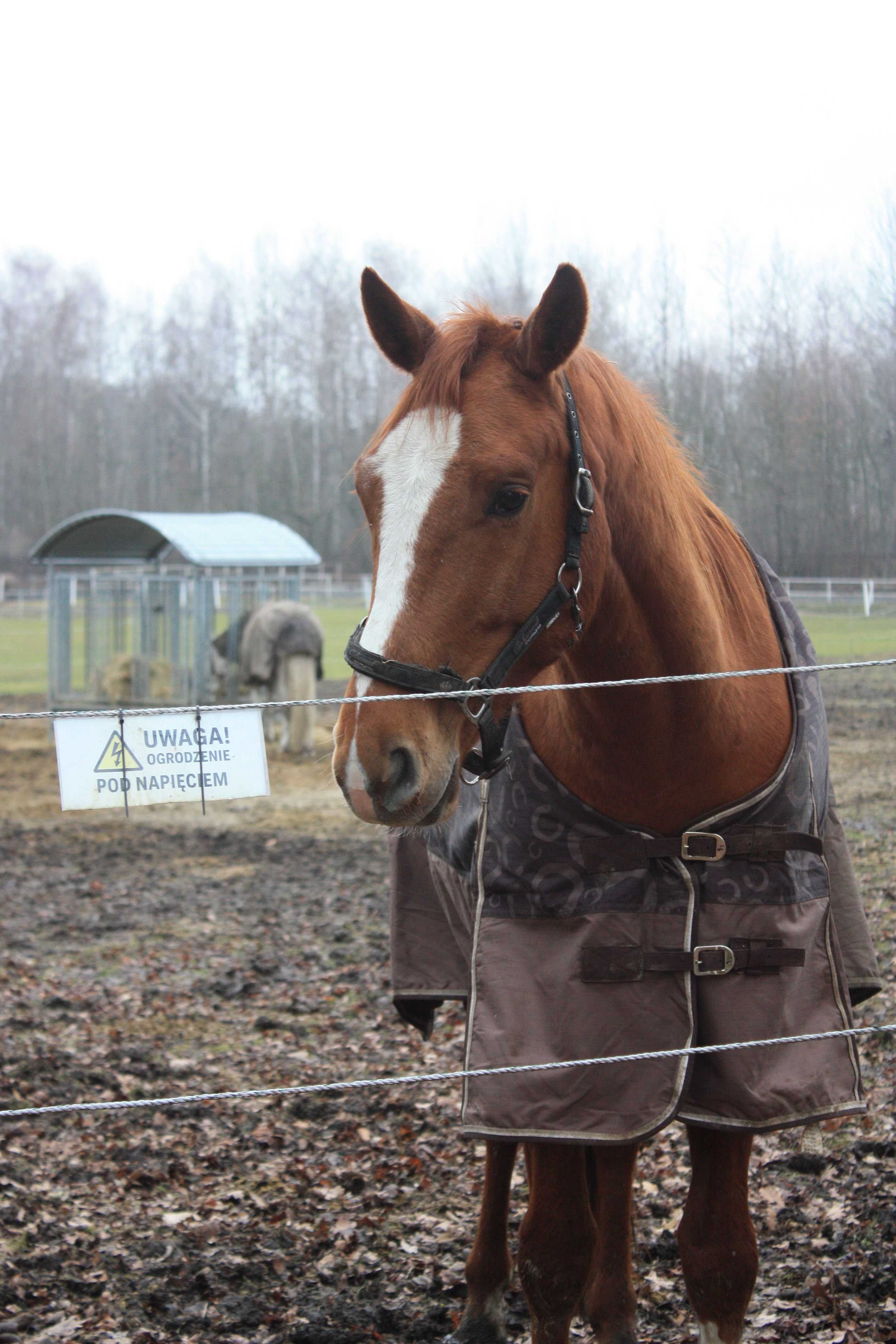 Chestnut horse wearing a blanket, standing in a field with warning sign and electric fence.