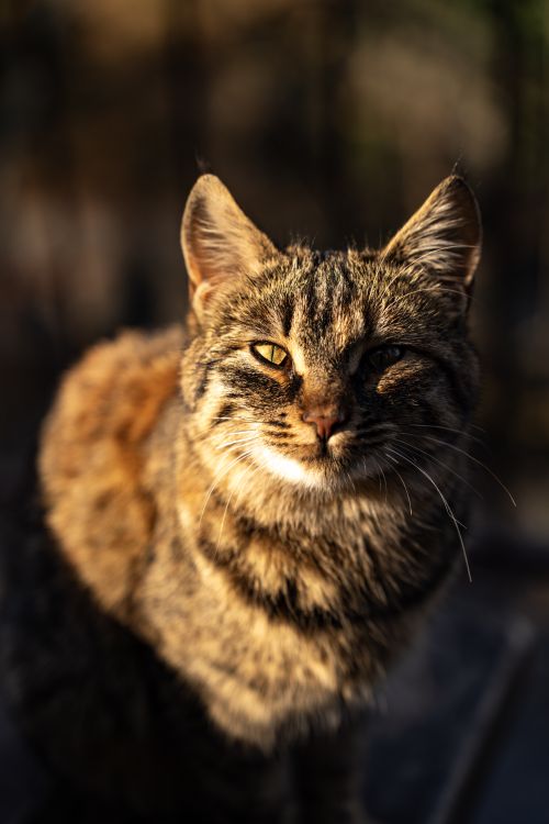 Free A tabby cat basks in the warm glow of sunset, with soft fur and intense gaze. Stock Photo