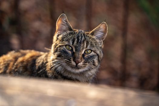 A close-up portrait of a tabby cat with a blurred natural background.
