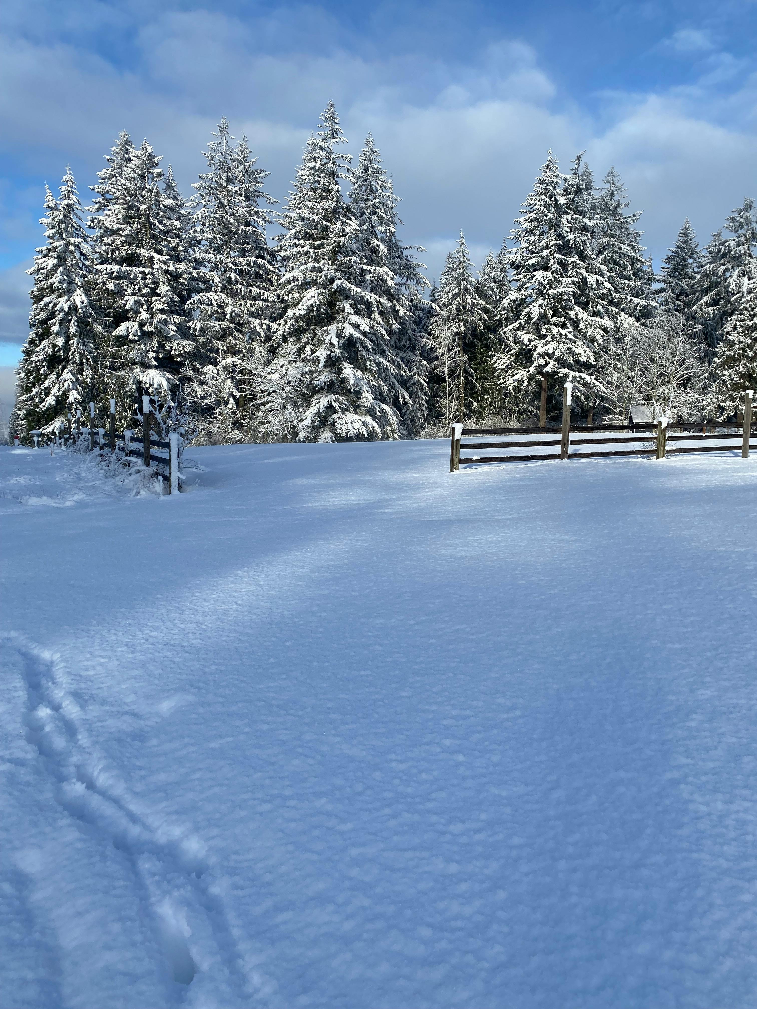 Δωρεάν Όμορφο χειμερινό τοπίο με χιονισμένα αειθαλή δέντρα και ένα γαλήνιο δασικό περιβάλλον. Φωτογραφία από στοκ φωτογραφιών
