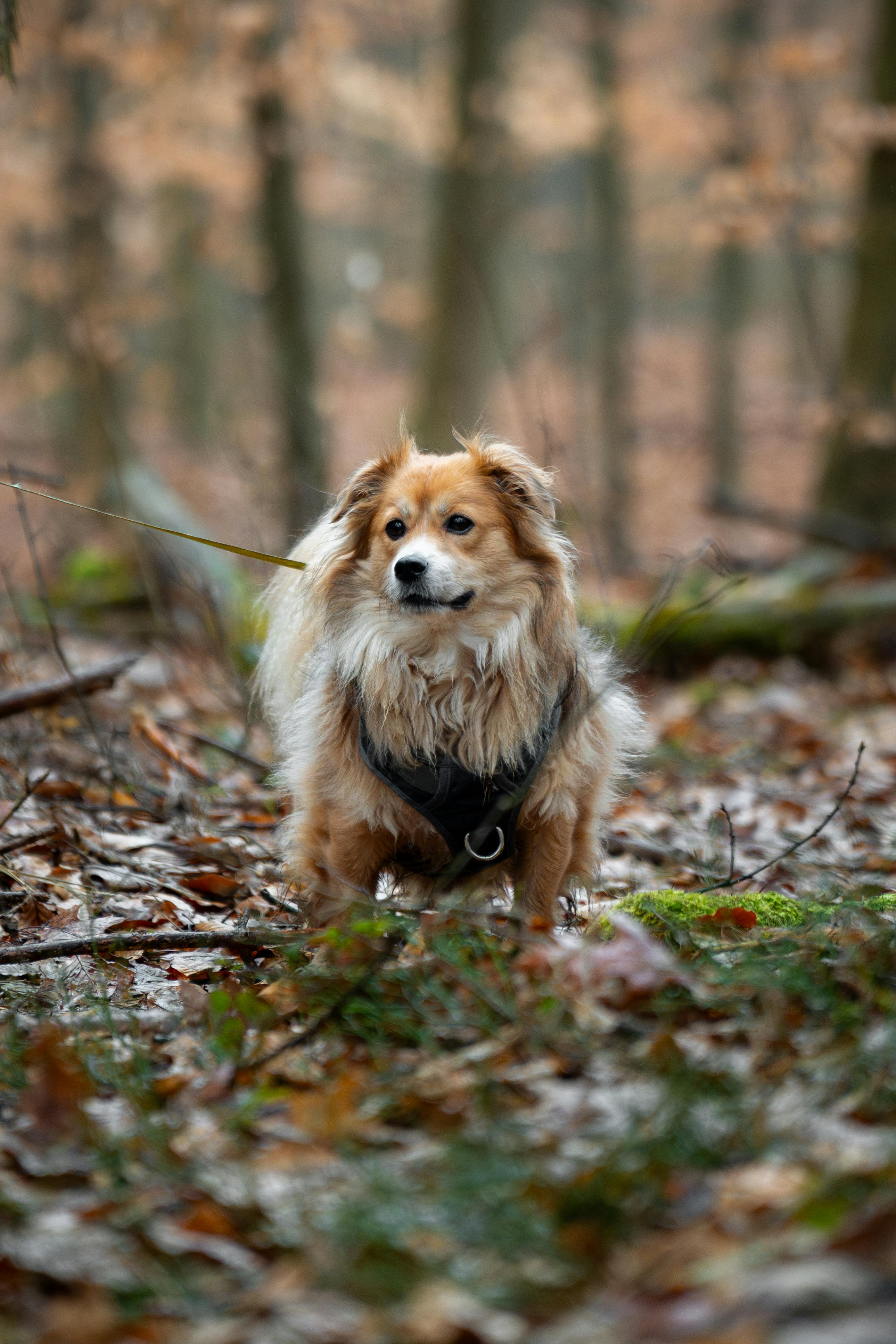 Kostenlos Kostenloses Stock Foto zu abenteuer, abenteuerhund, an der leine laufen Stock-Foto