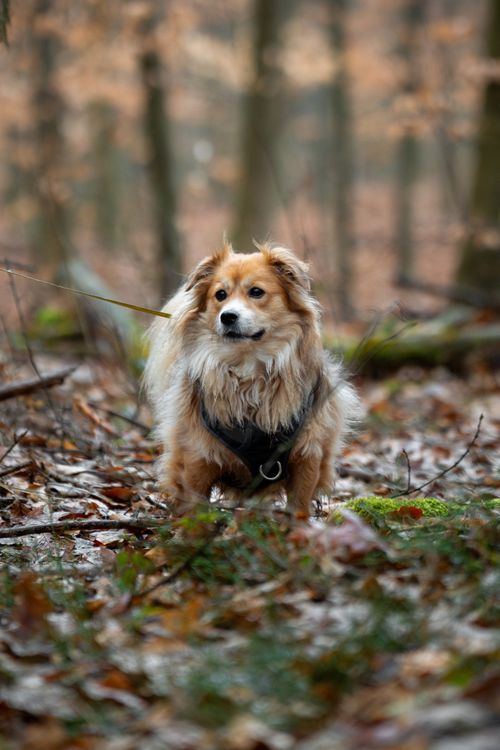 Free Adorable fluffy dog on a leash exploring a serene autumn forest in Niepołomice, Poland. Stock Photo
