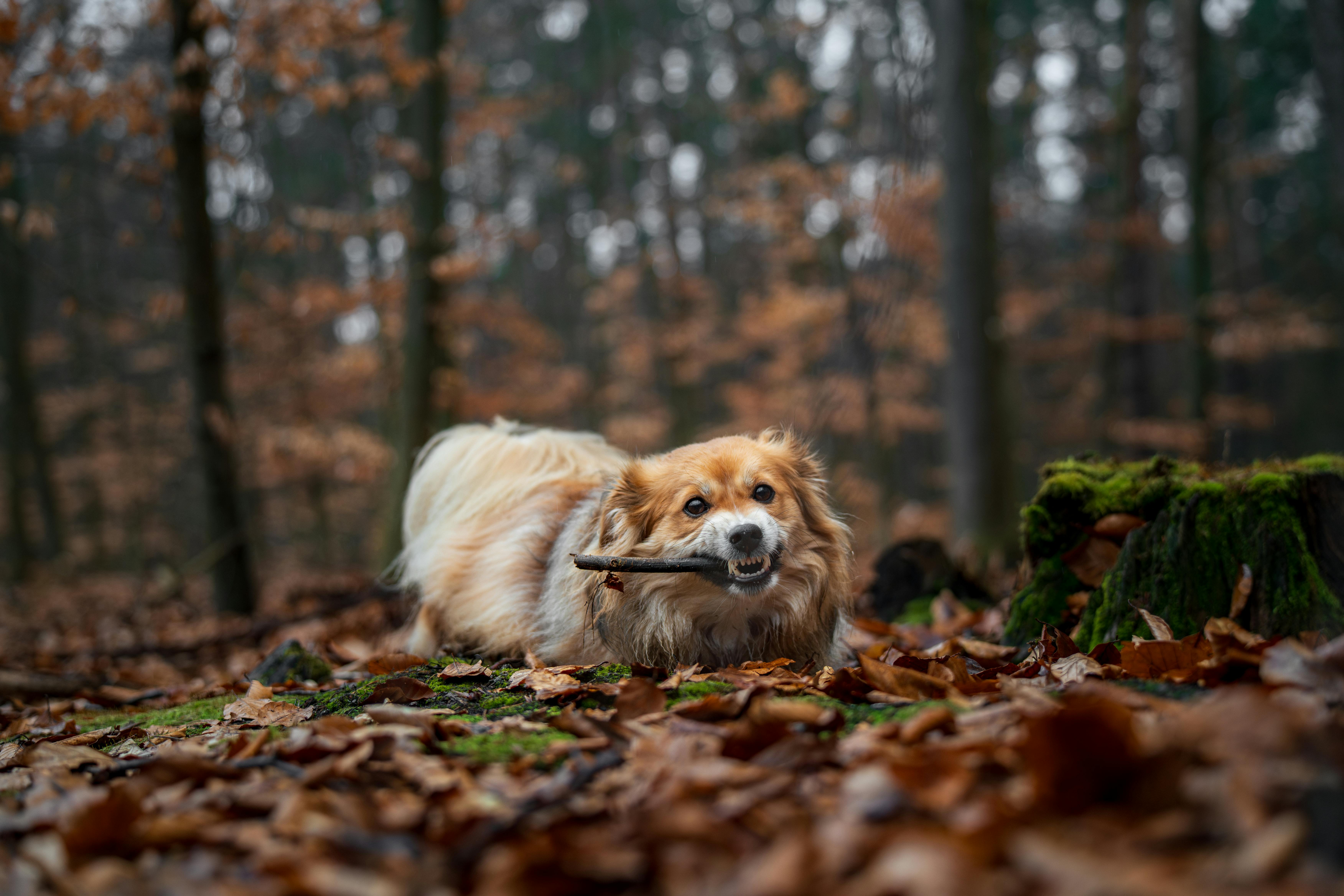 Kostenlos Kostenloses Stock Foto zu @draussen, abenteuer, baum Stock-Foto