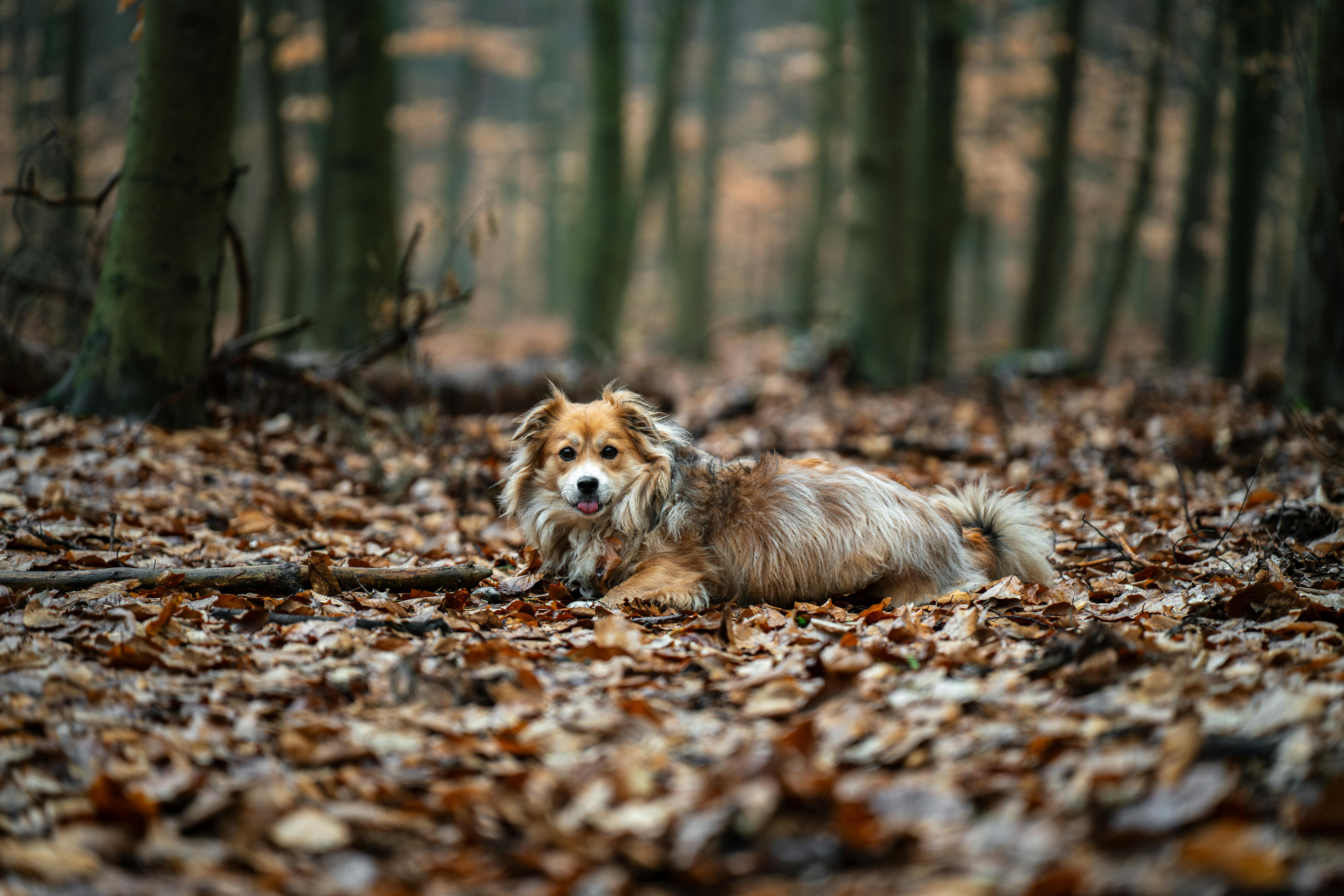 Gratis arkivbilde med bark, blader, breezy Arkivbilde