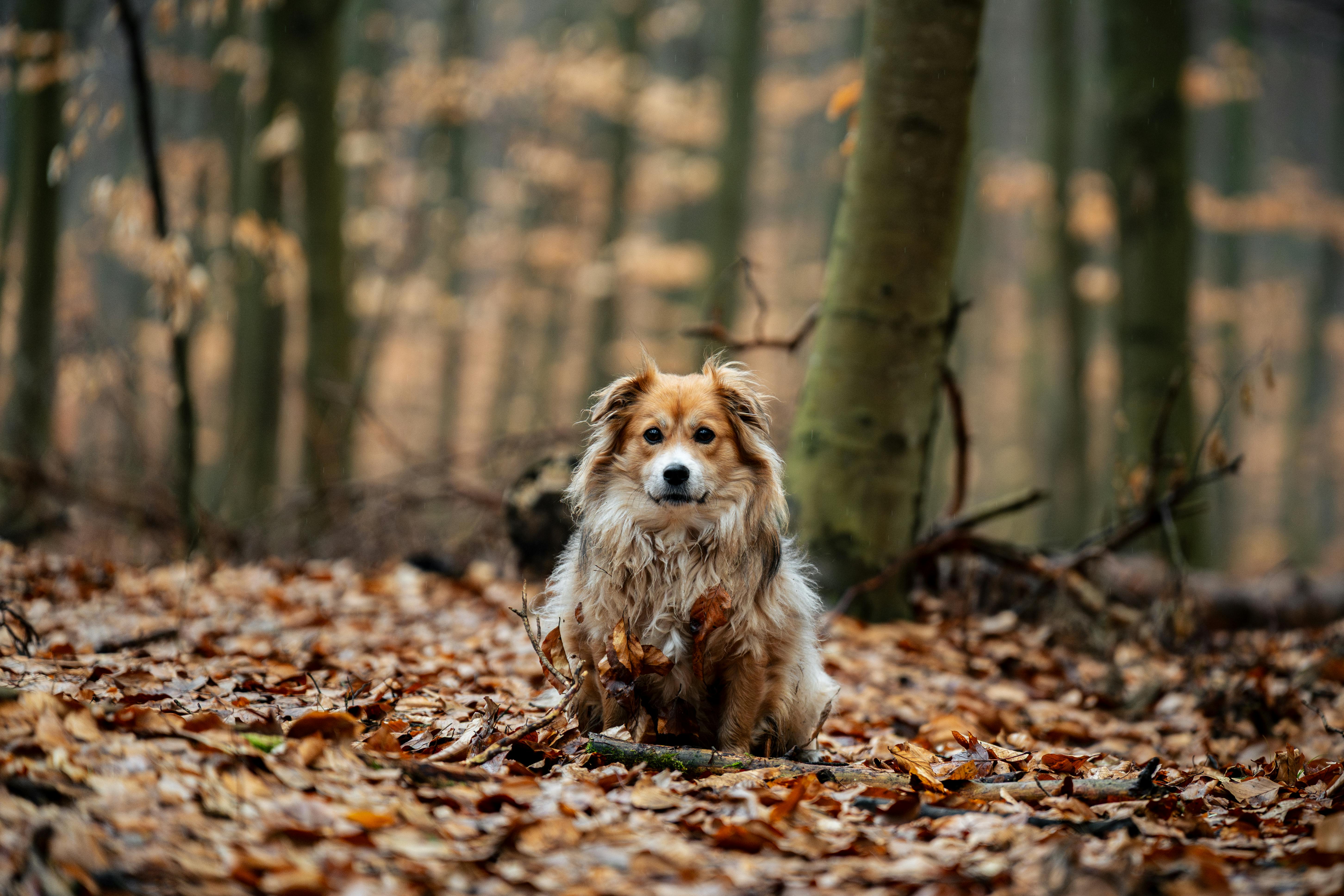 Kostenlos Ein niedlicher Hund sitzt in einem farbenprächtigen Herbstwald, umgeben von herabgefallenen Blättern in Niepołomice. Stock-Foto