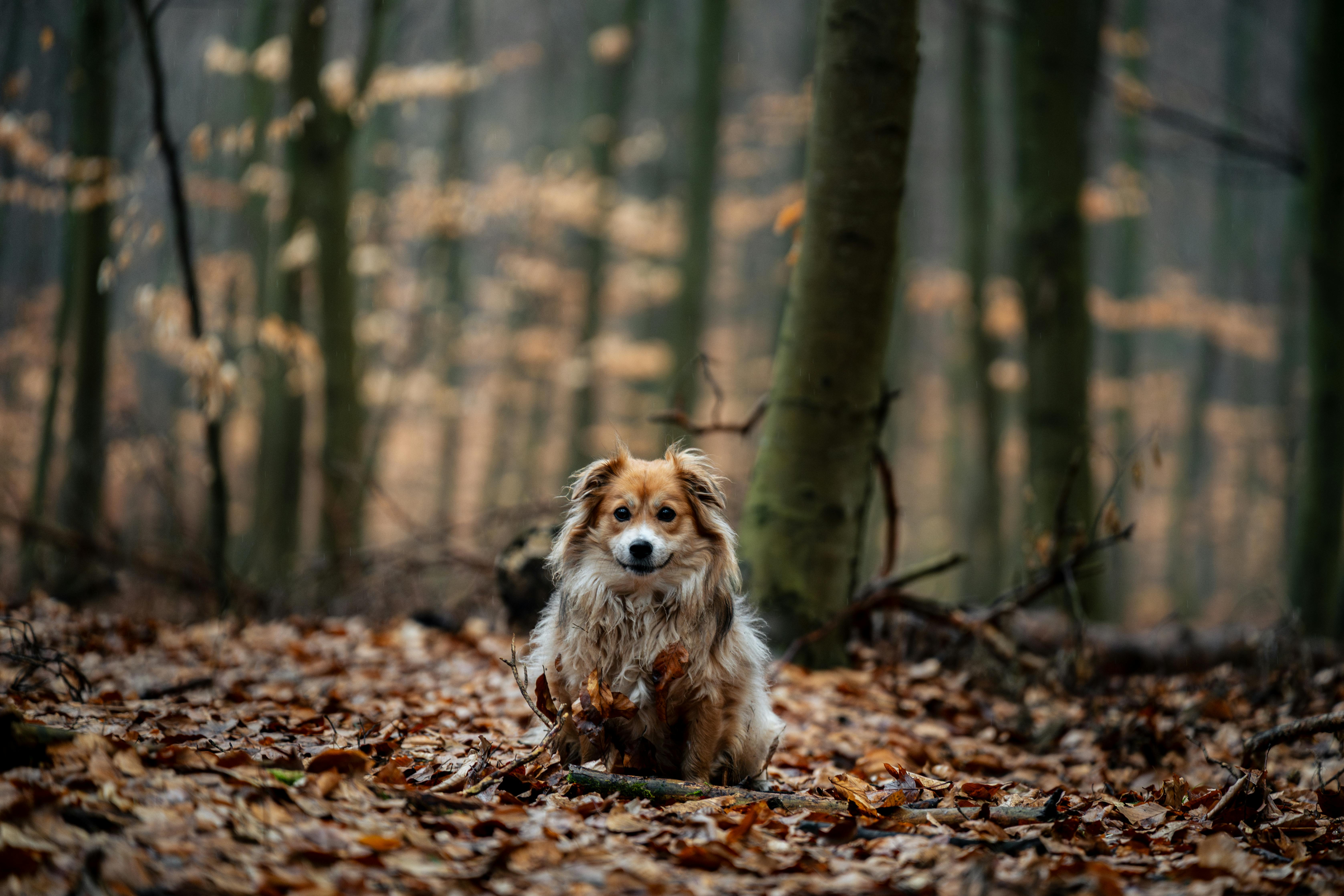 Kostenlos Ein kleiner Hund sitzt in einem herbstlichen Wald, umgeben von herabgefallenen Blättern, und strahlt eine ruhige und natürliche Atmosphäre aus. Stock-Foto