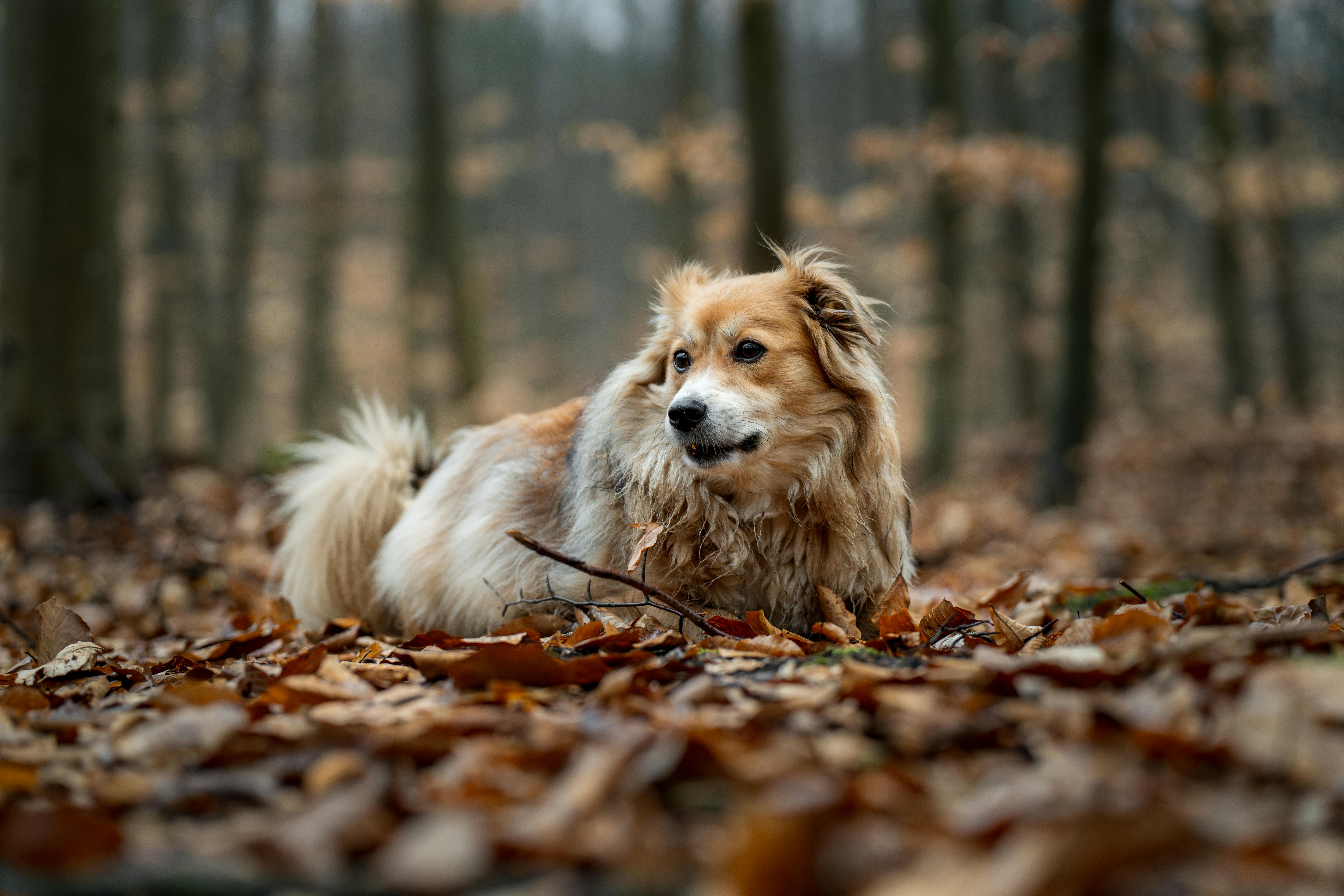 Gratis En gylden hund hviler blandt efterårsblade i en rolig skovomgivelse. Lagerfoto
