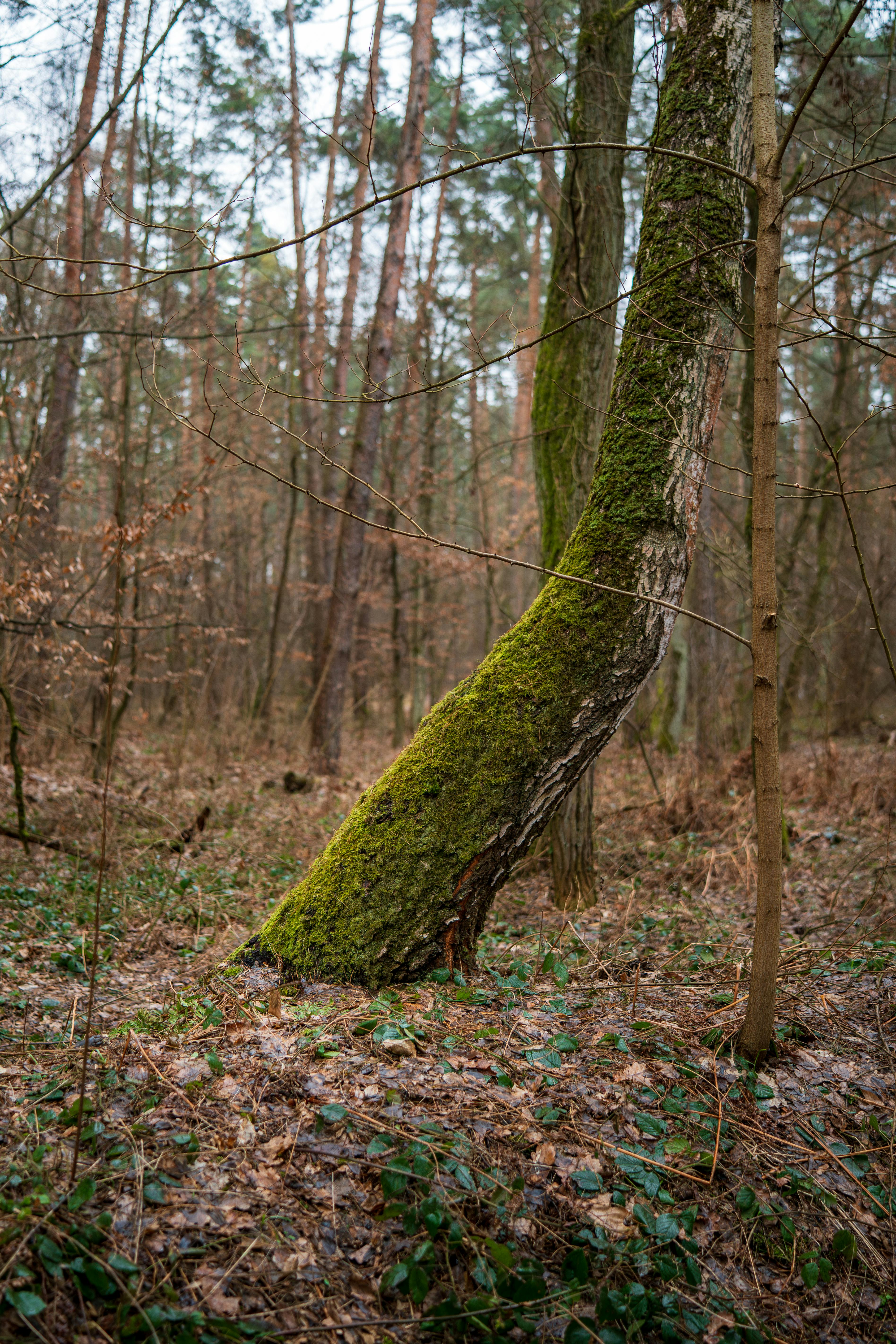 Δωρεάν Μια μαγευτική θέα ενός δέντρου καλυμμένου με βρύα στο δάσος Niepołomice της Πολωνίας. Φωτογραφία από στοκ φωτογραφιών