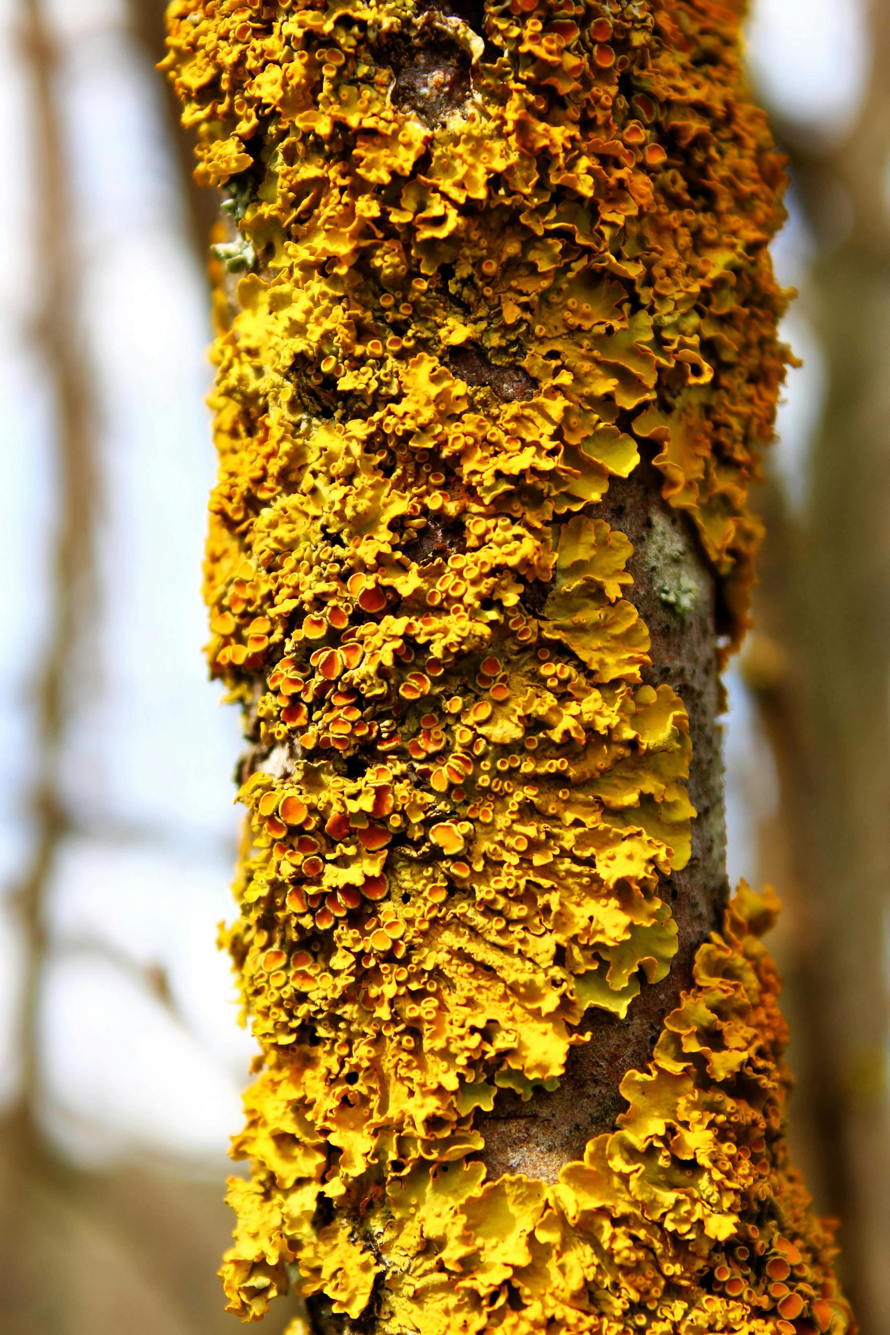 Δωρεάν στοκ φωτογραφιών με άγρια φύση, ανάγλυφη επιφάνεια, ανάπτυξη λειχήνων Φωτογραφία από στοκ φωτογραφιών