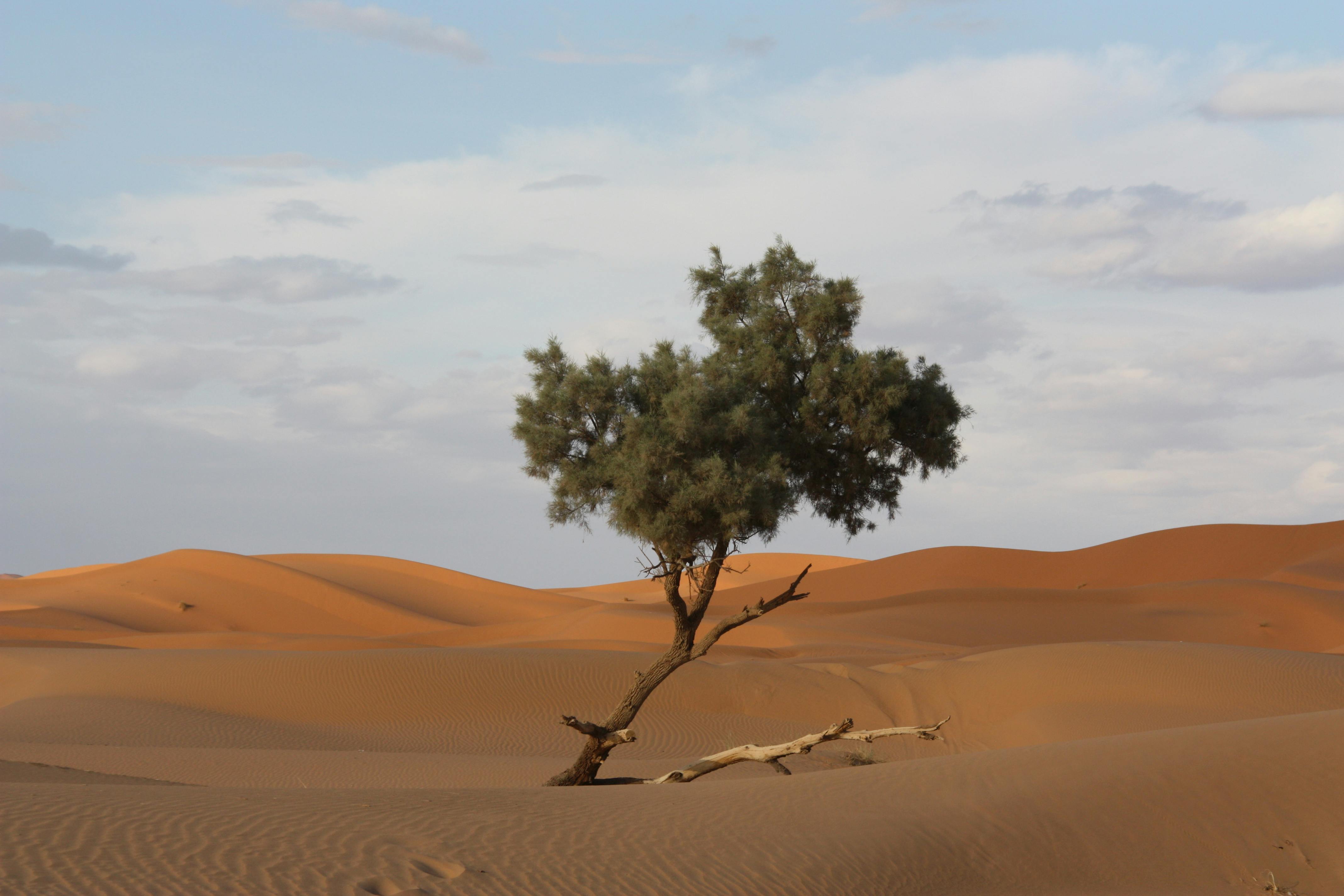Δωρεάν στοκ φωτογραφιών με canon eos digital rebel xsi, Drâa-Tafilalet, erg chebbi Φωτογραφία από στοκ φωτογραφιών