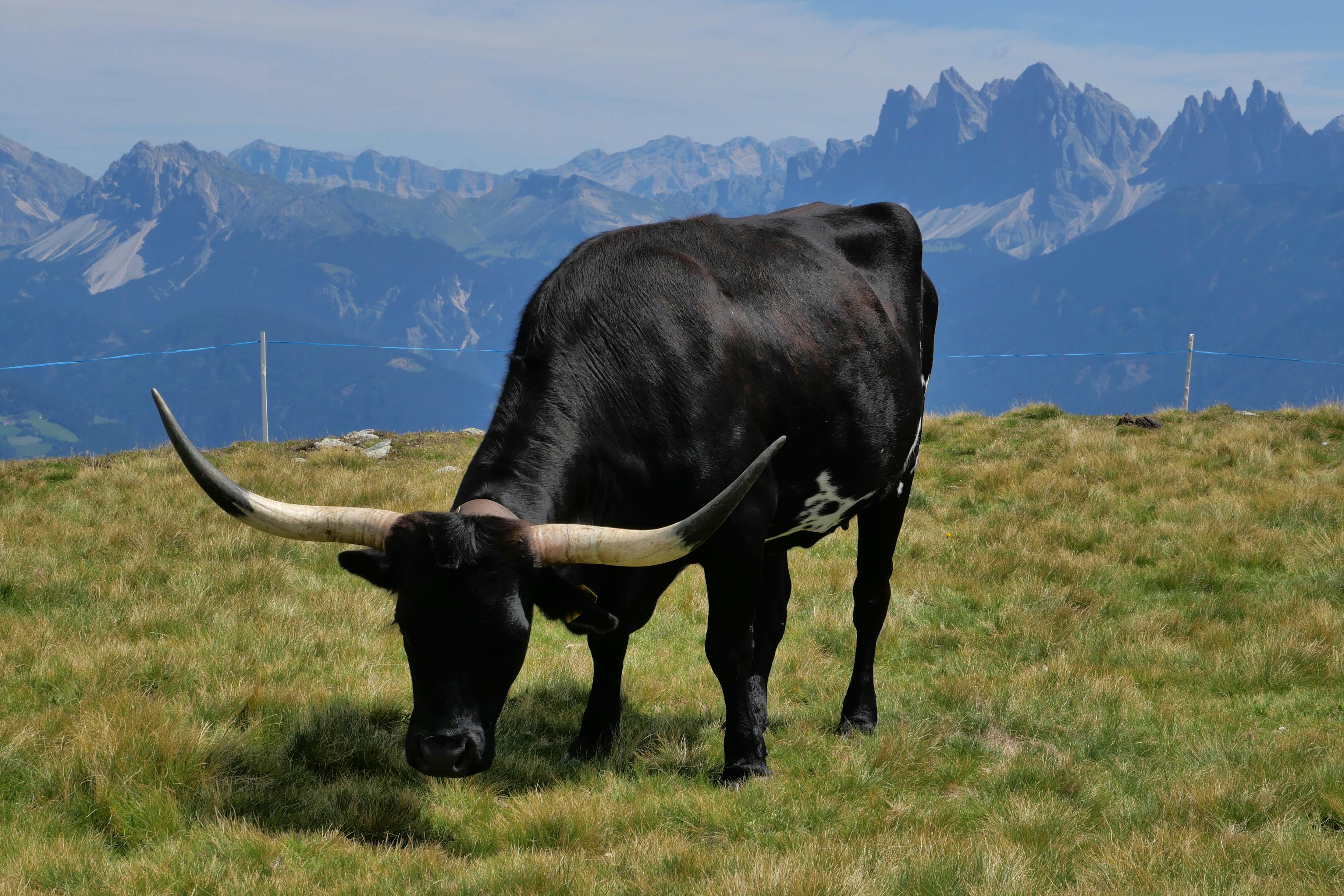 Kostenlos Ein schwarzer Stier mit großen Hörnern grast auf einer grasbewachsenen Bergwiese vor dem Hintergrund atemberaubender Gipfel. Stock-Foto