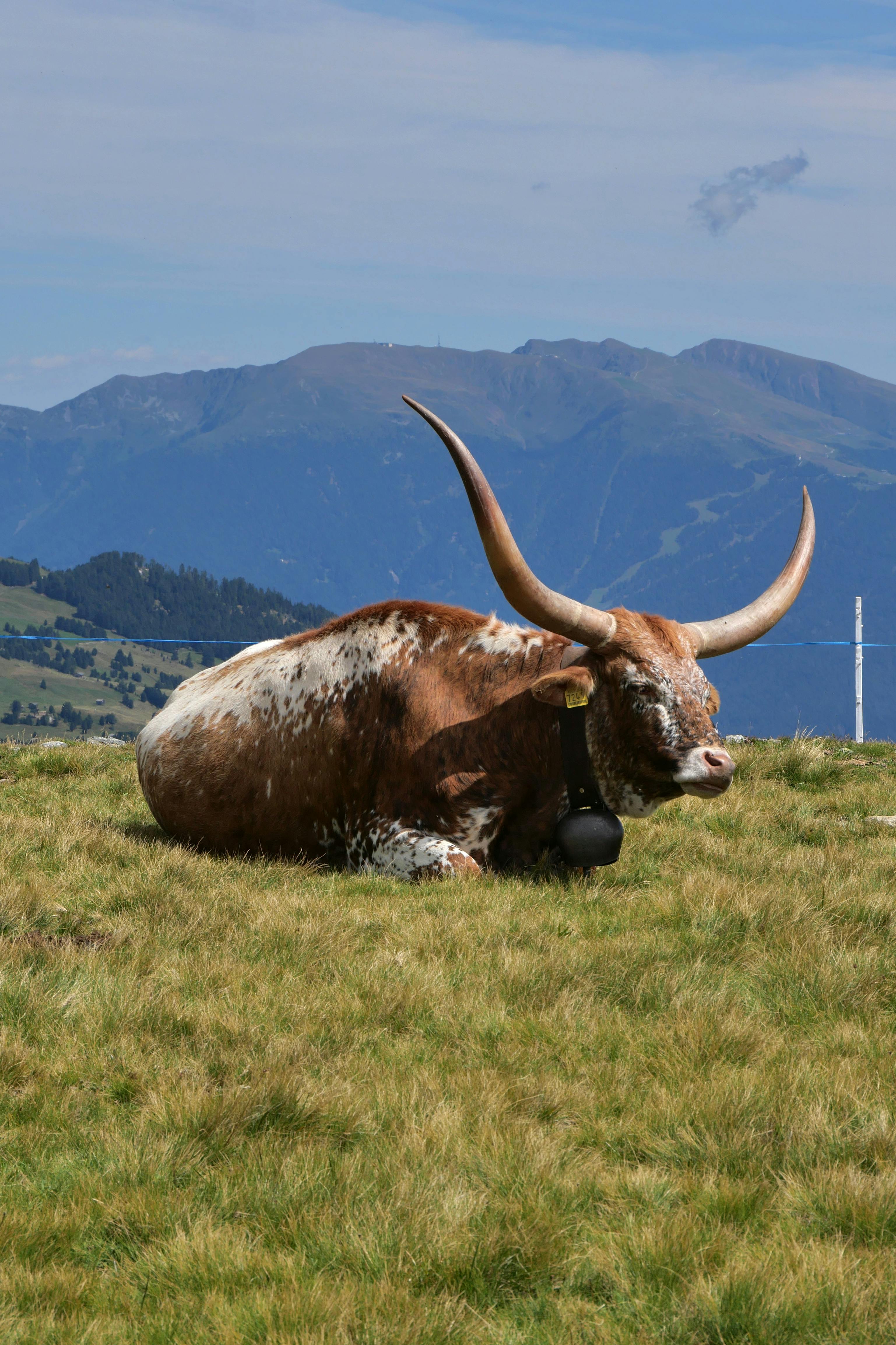Gratuit Un taureau Longhorn aux grandes cornes se repose dans une prairie de montagne pittoresque sous un ciel bleu. Photos