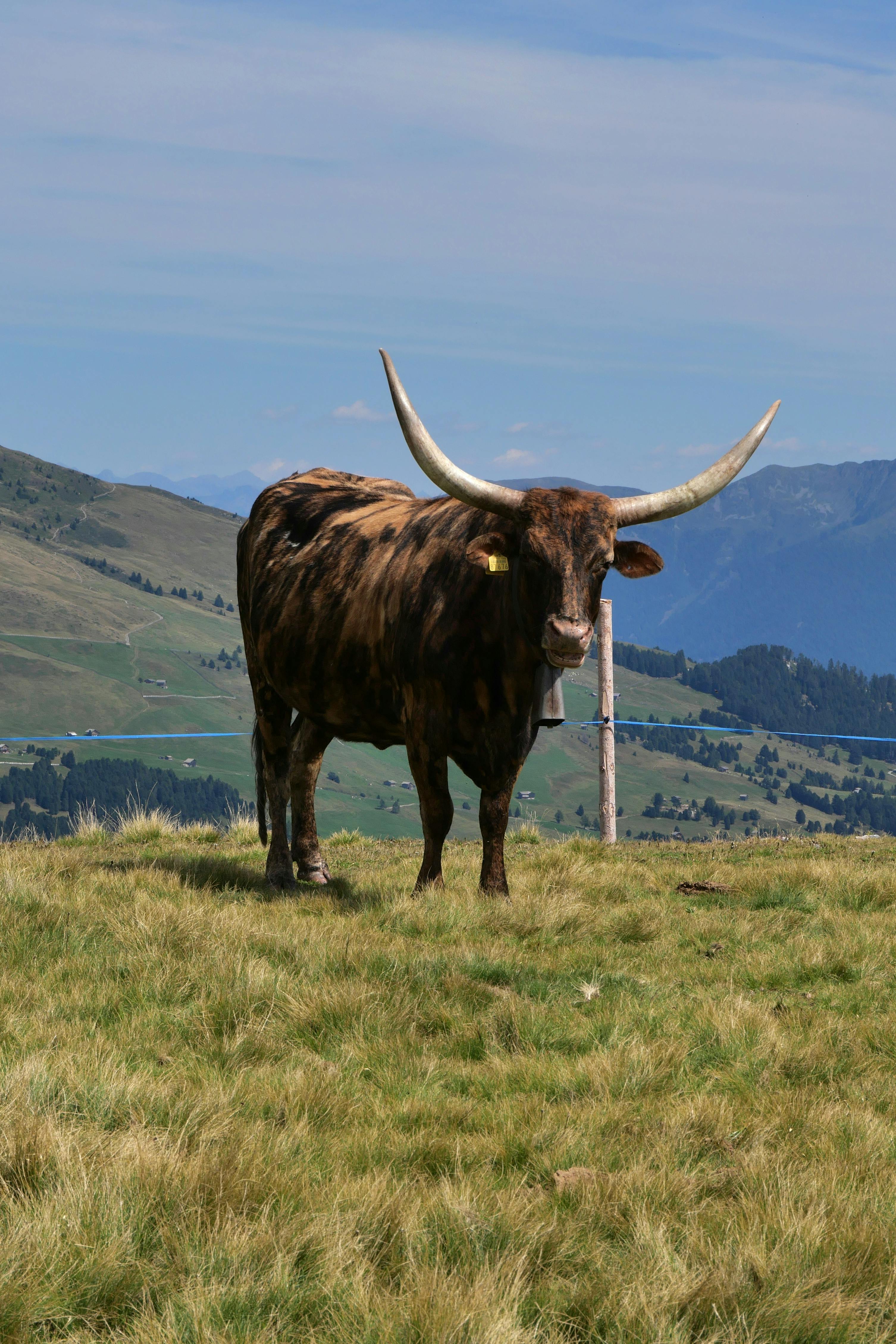 Kostenlos Kostenloses Stock Foto zu außerorts, bauernhof, berg Stock-Foto