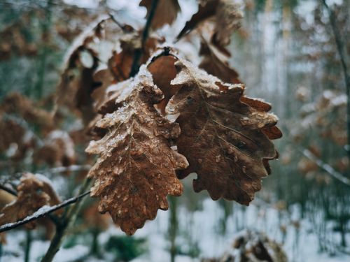 Free Detailed view of frosted oak leaves during winter capturing nature's serene beauty. Stock Photo