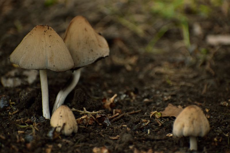 Detailed close-up of mushrooms sprouting from moist soil in nature.
