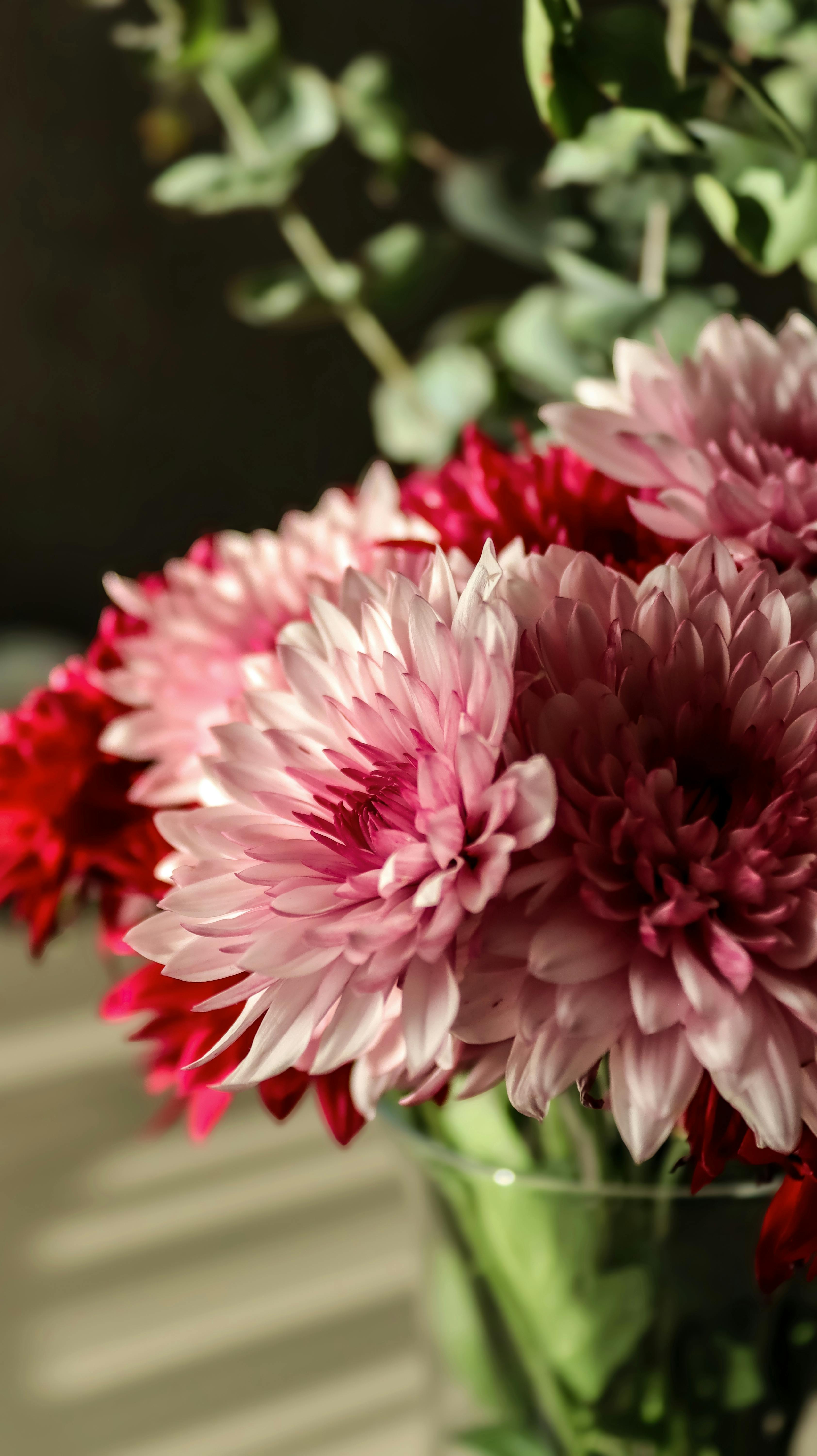 Δωρεάν Κοντινό πλάνο όμορφων ροζ και κόκκινων χρυσανθέμων σε απαλό ηλιακό φως σε εσωτερικό χώρο. Φωτογραφία από στοκ φωτογραφιών